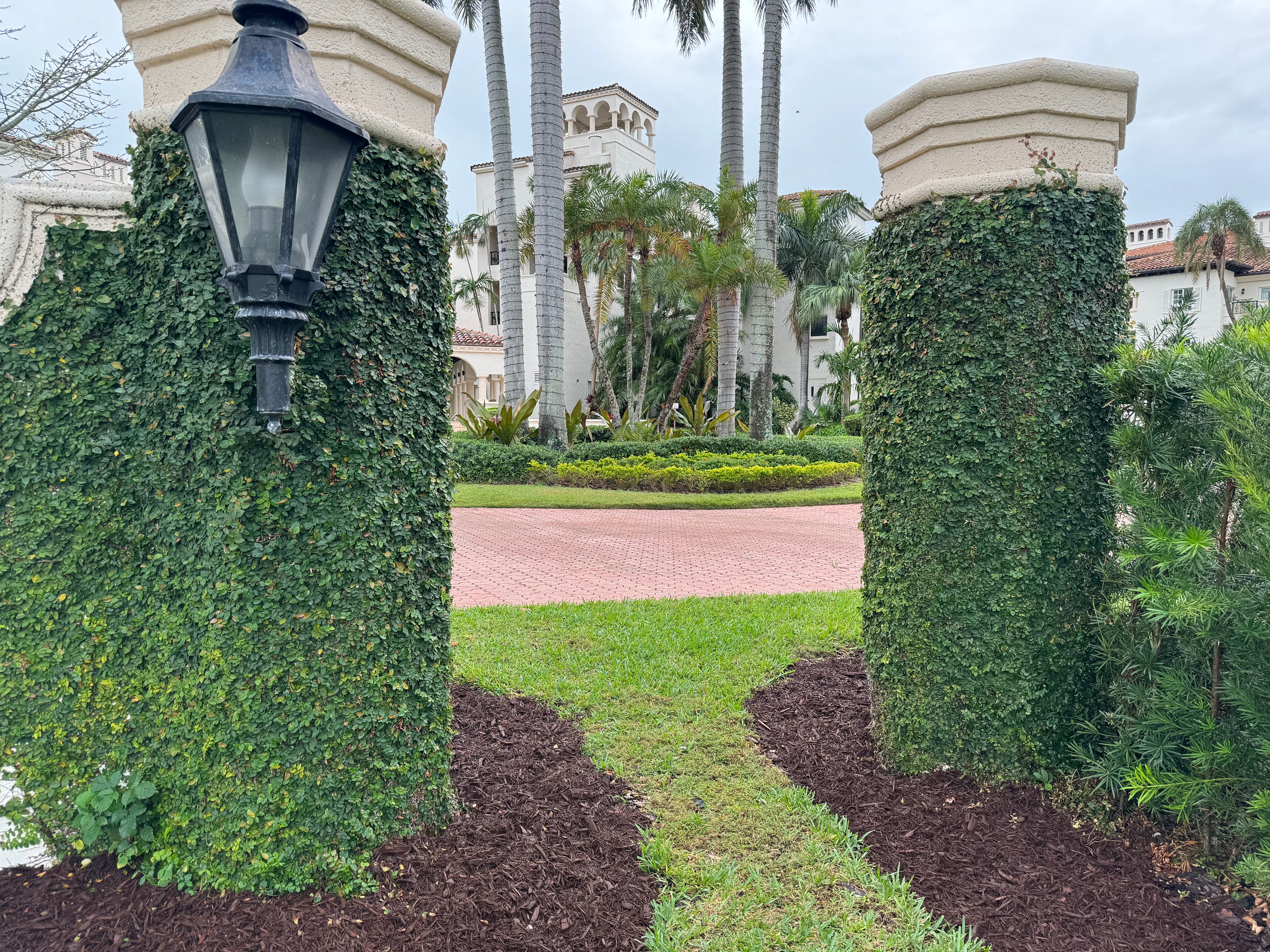 Ficus Pumila, Creeping Fig Ivy