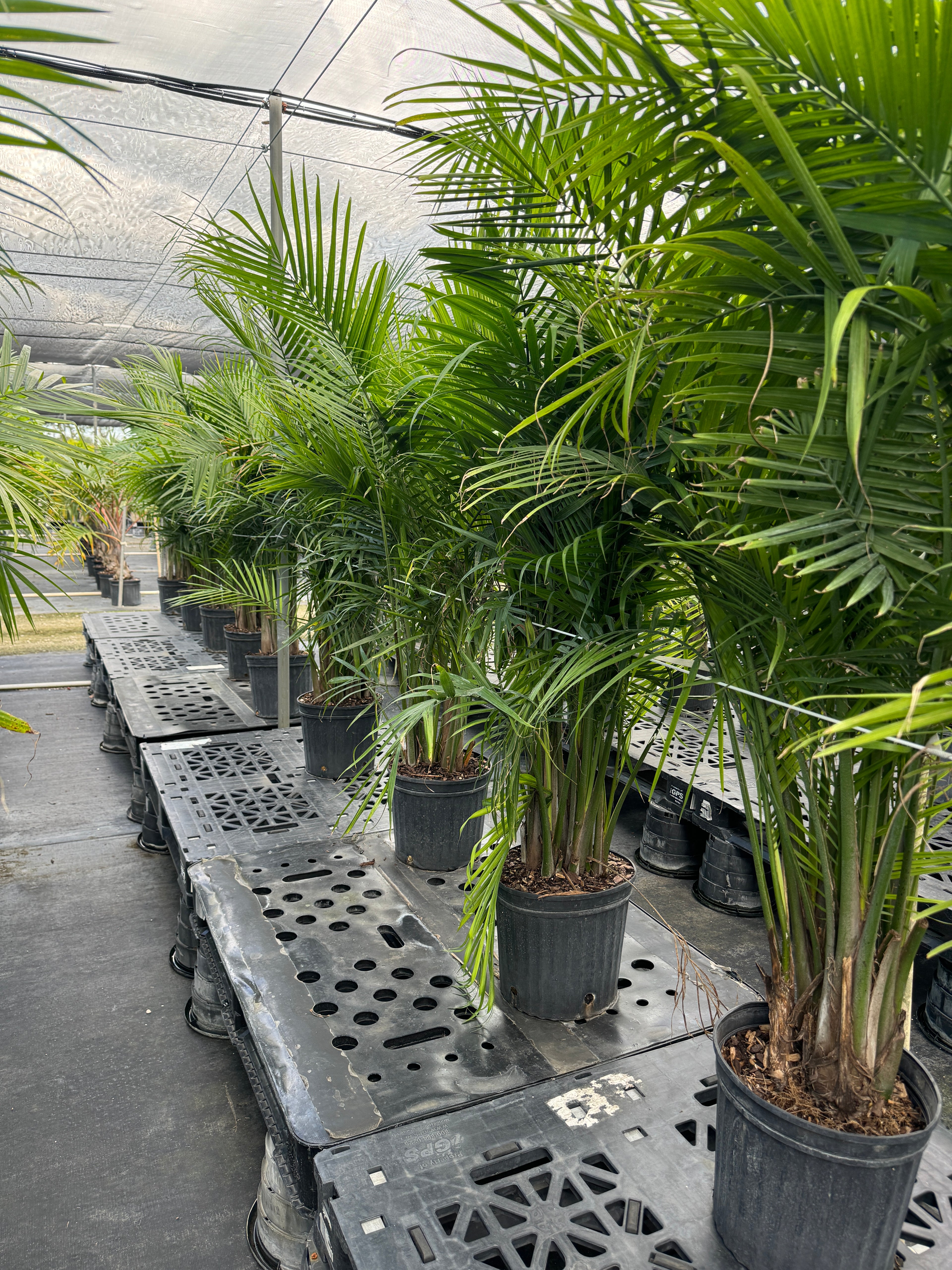 Majesty Palm, Ravenea Rivularis Live Indoor Plant