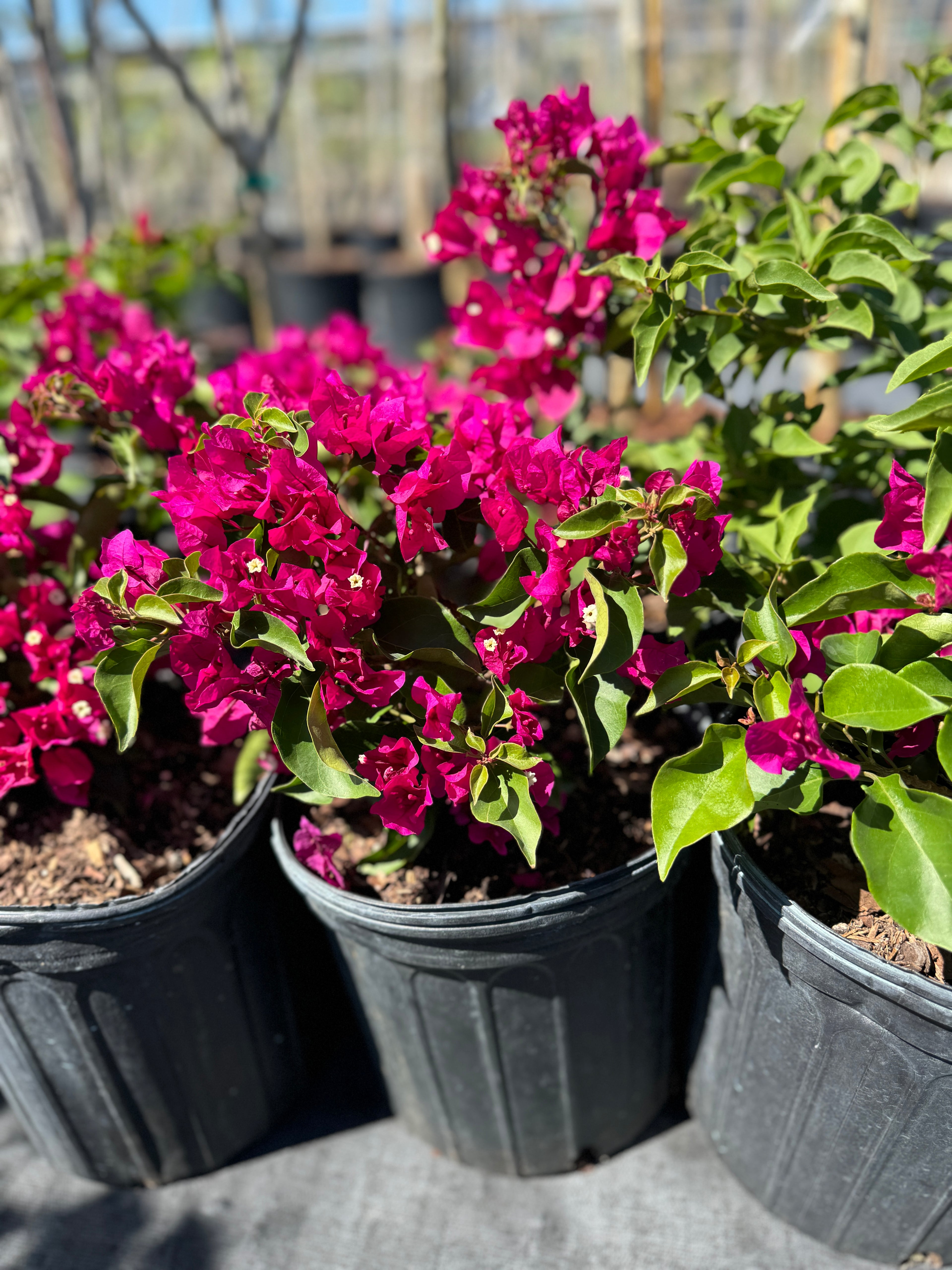 Bougainvillea Pink Flower Bush Form, Miami Pink Flowering Tree