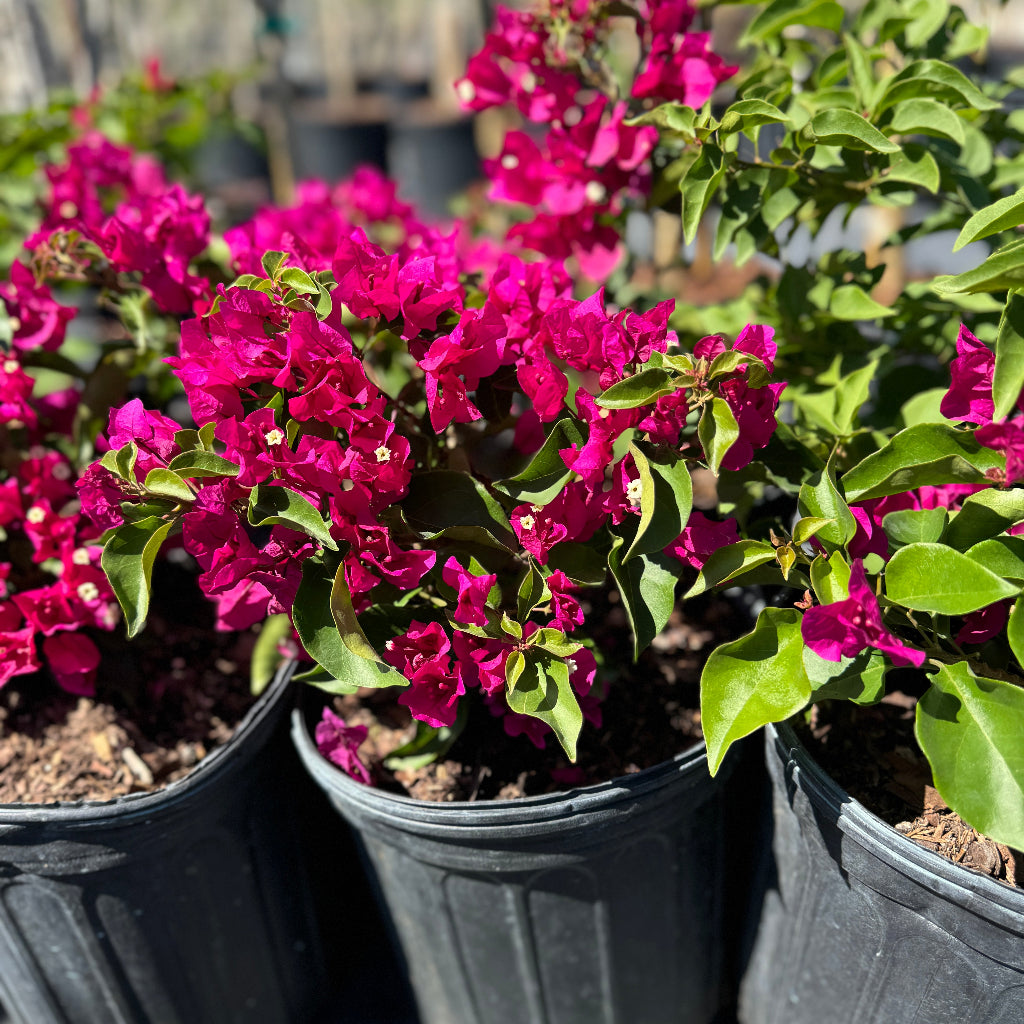 Bougainvillea Pink Flower Bush Form, Miami Pink Flowering Tree in 3 gallon nursery pot with vibrant pink blooms and green foliage lined up in a nursery row, ideal for tropical garden landscapes and patio planters.