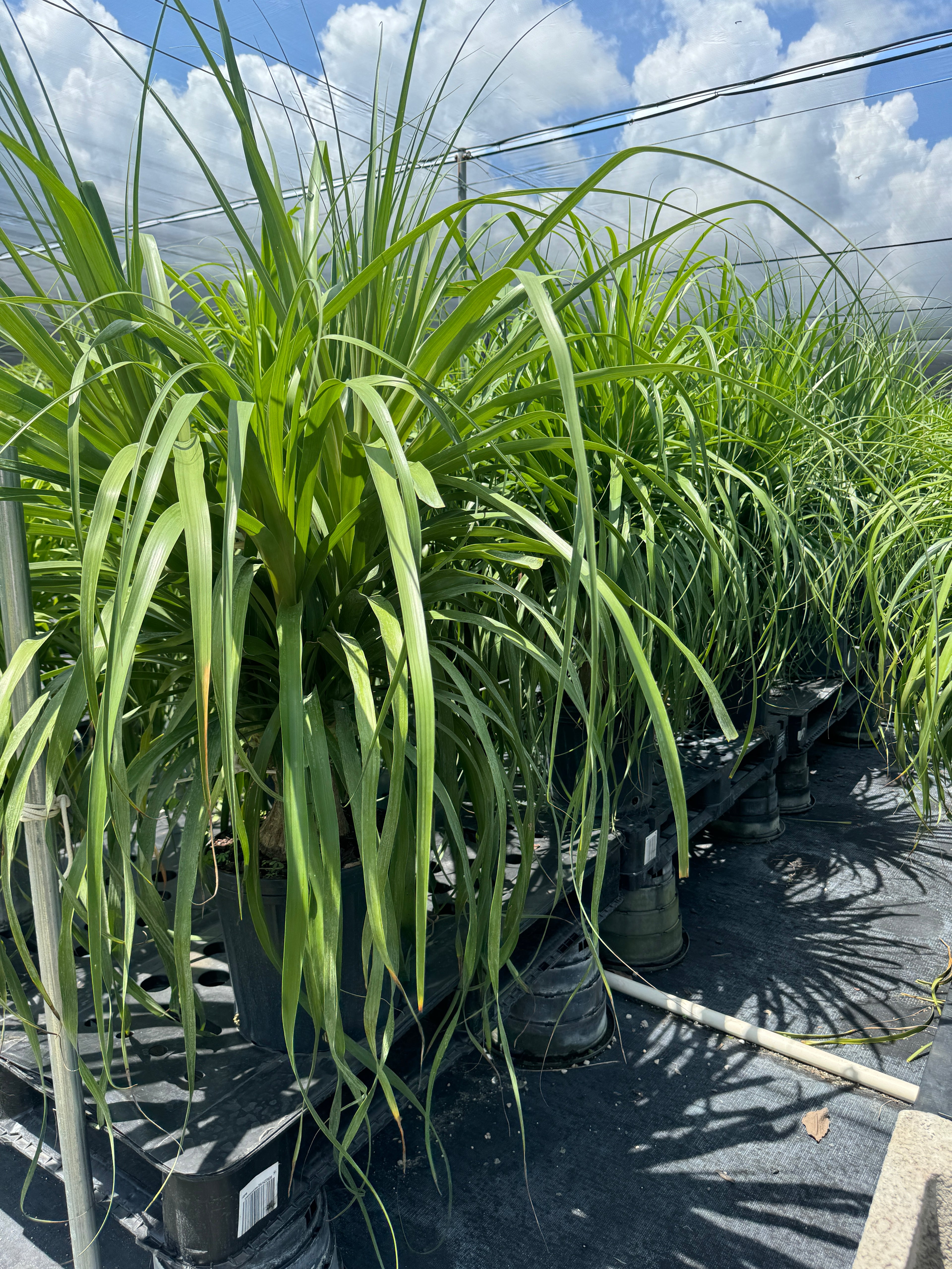 Ponytail Palm Bonsai, Elephant&