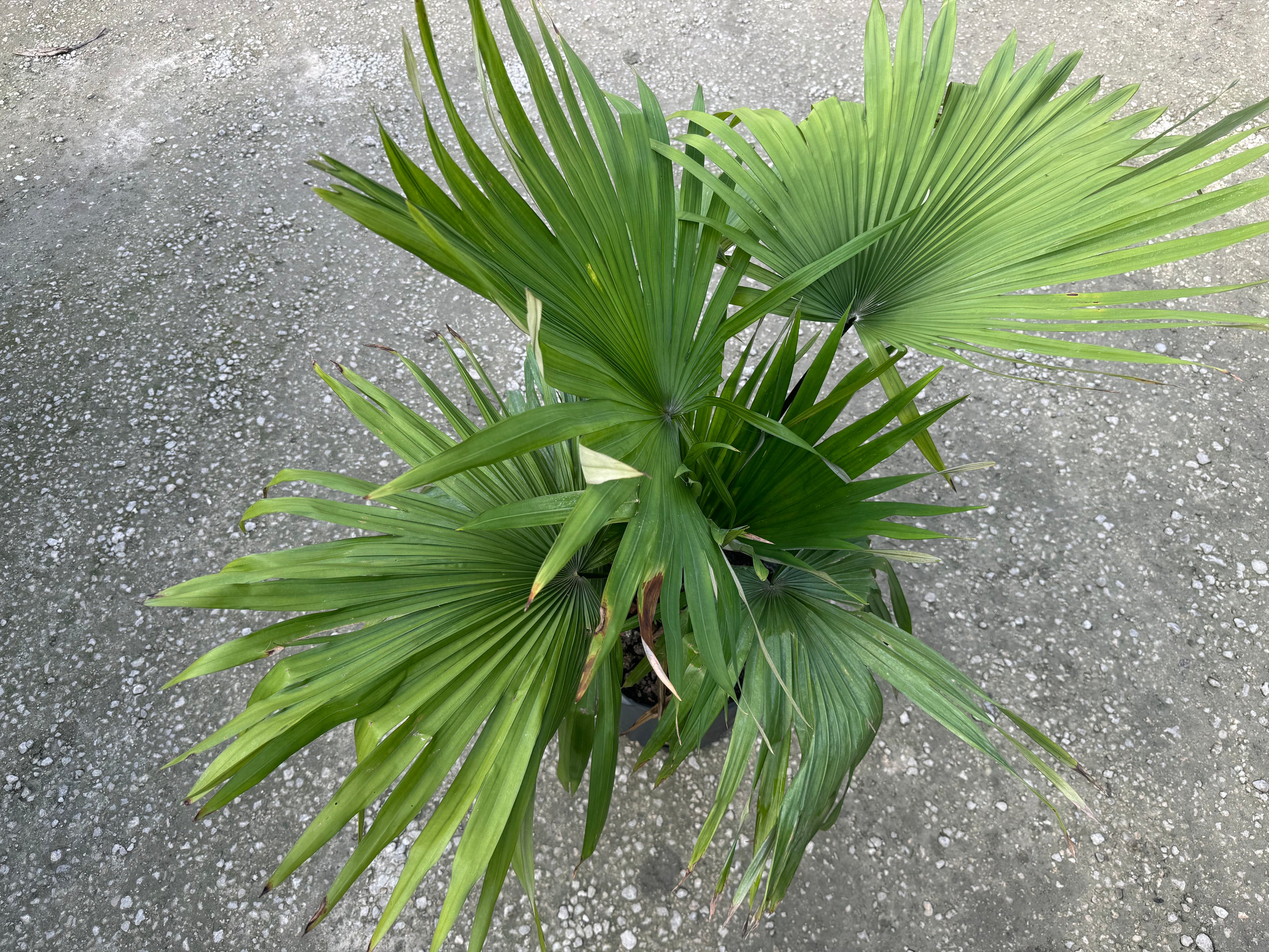upper view of Kerriodoxa Elegans Palm Tree, Rare and Exotic