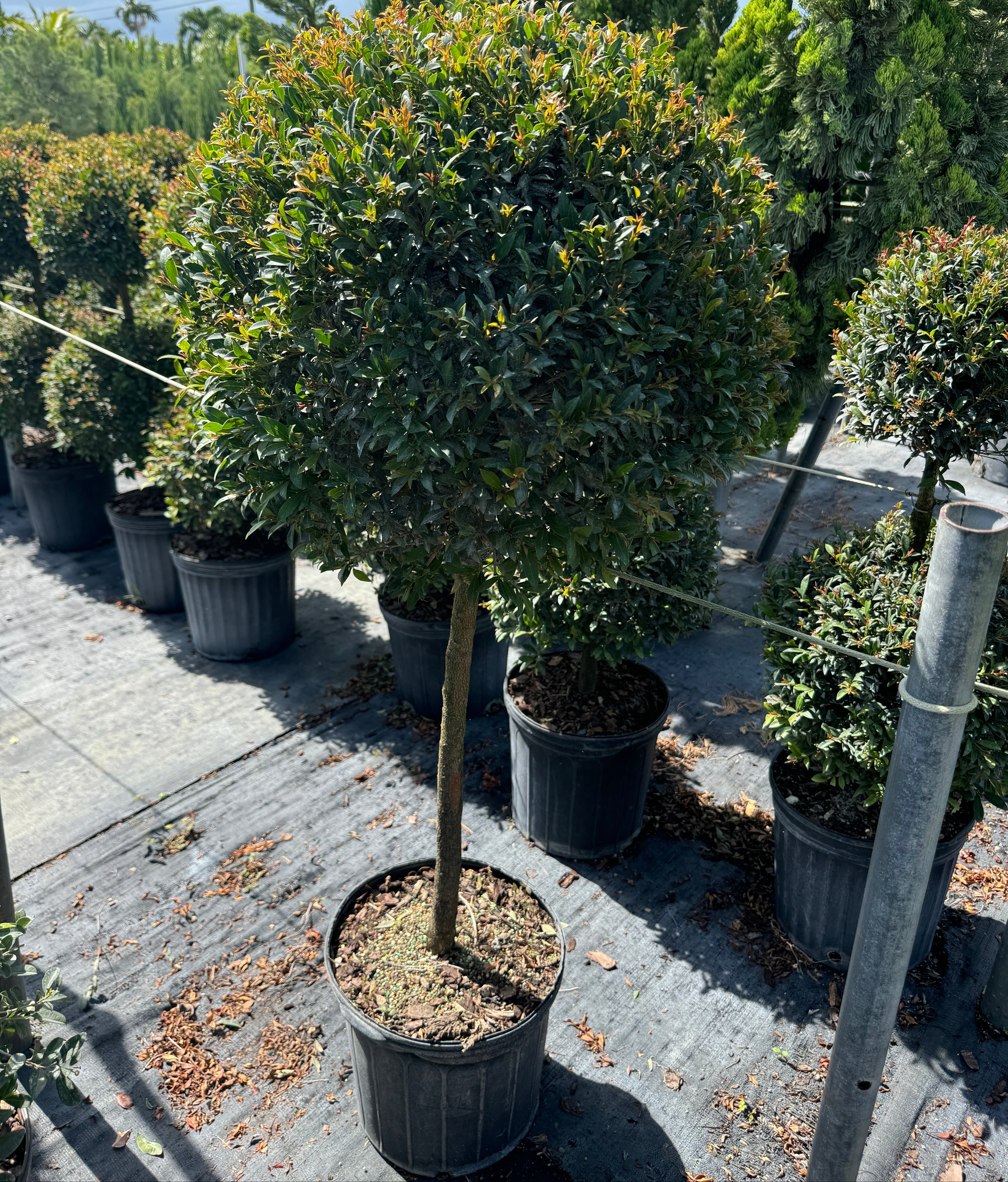 Topiary Eugenia 1-Ball Tree Form Nursery Pot 5gal.