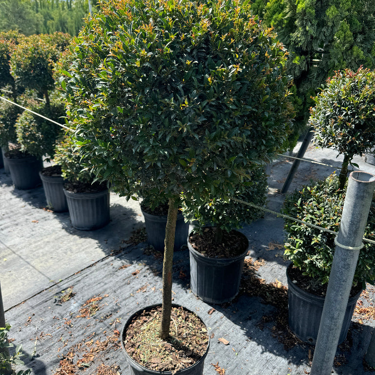 Topiary Eugenia 1-Ball Tree Form Nursery Pot 5gal.