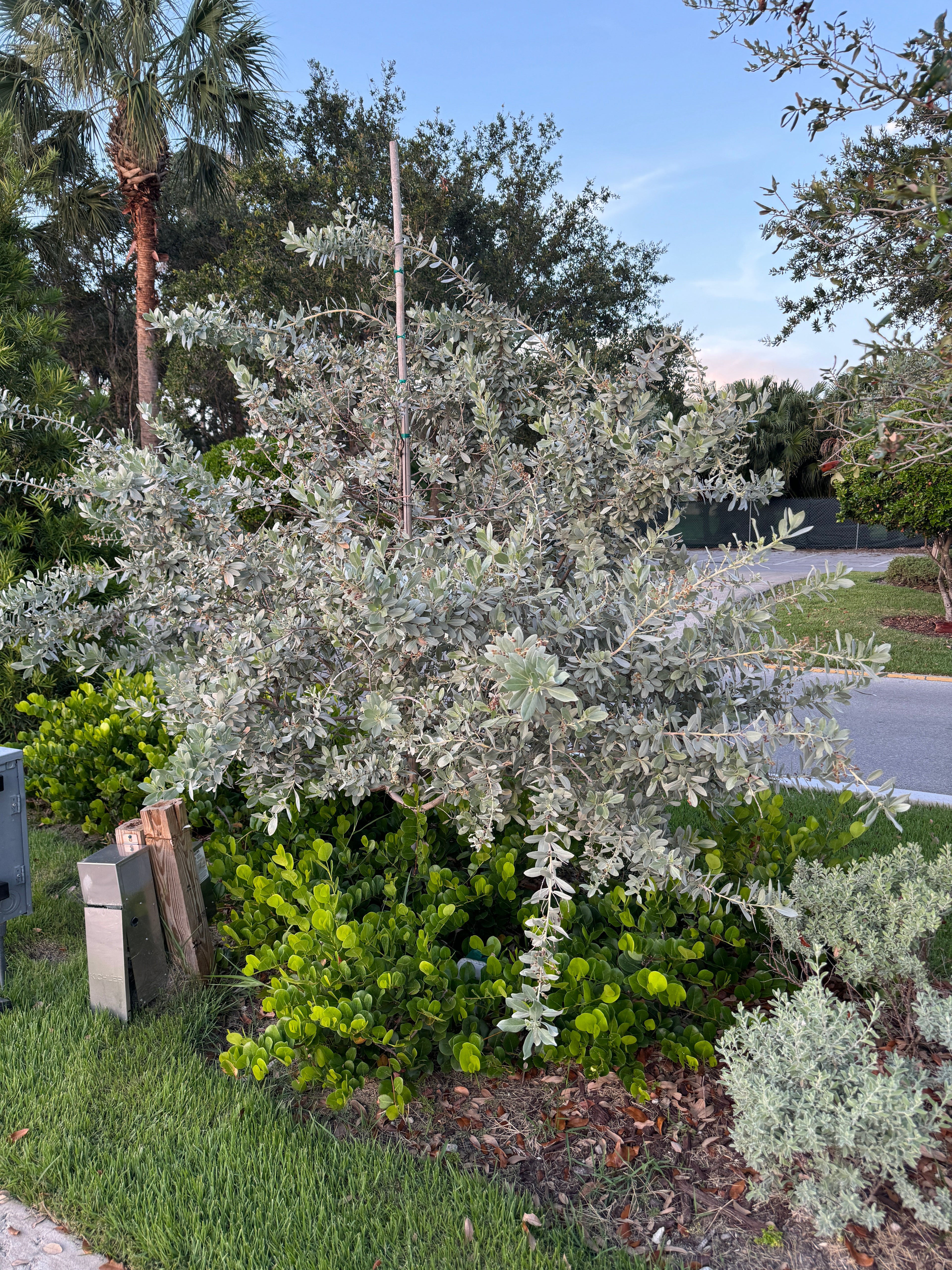 Silver Buttonwood Bush Form