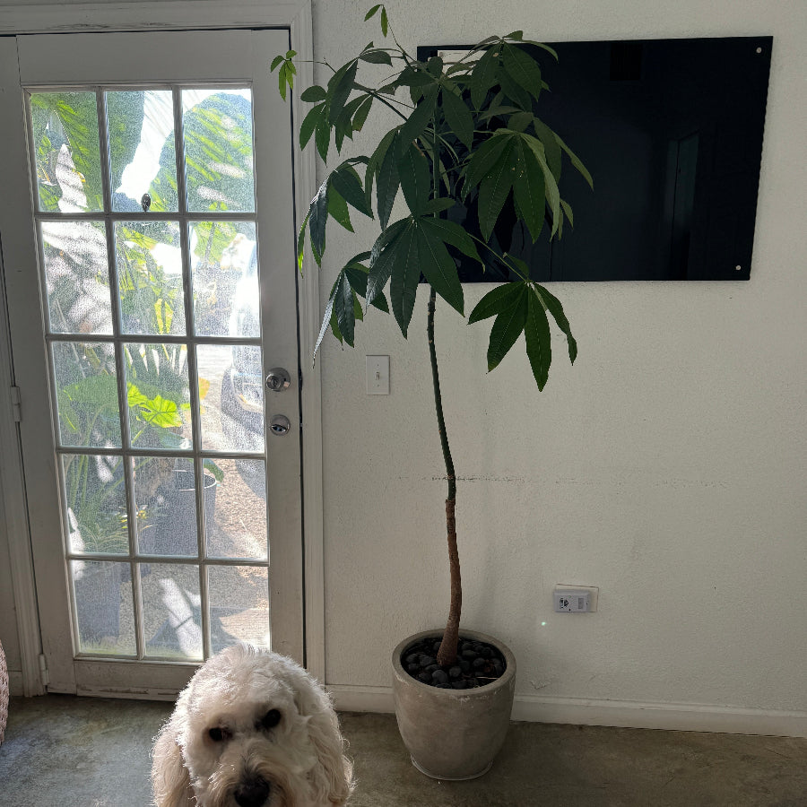 White dog wearing a red bandana standing in front of a window with a large money tree plant in the corner.