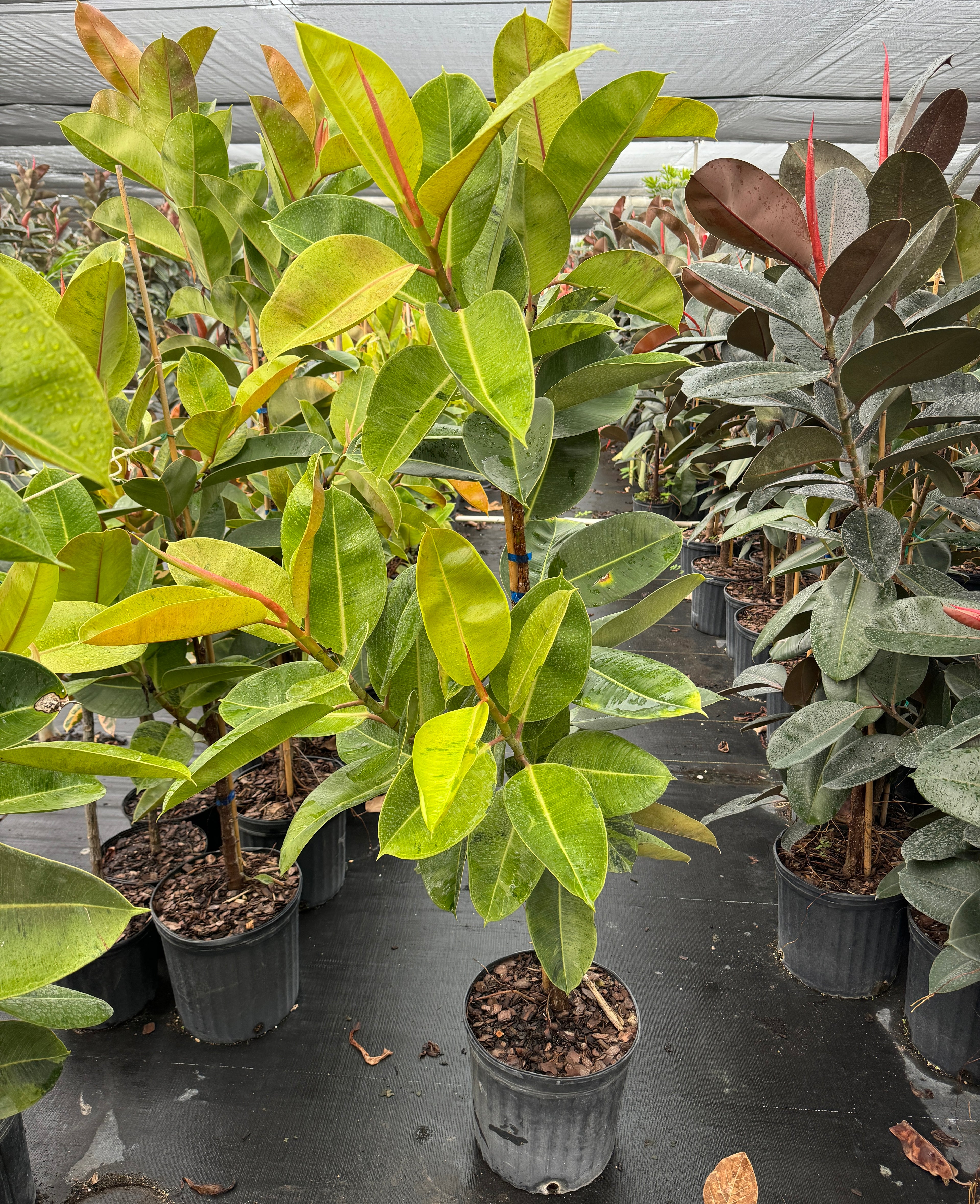Ficus Shivereana Tree Form Single Stem, Moonshine Ficus