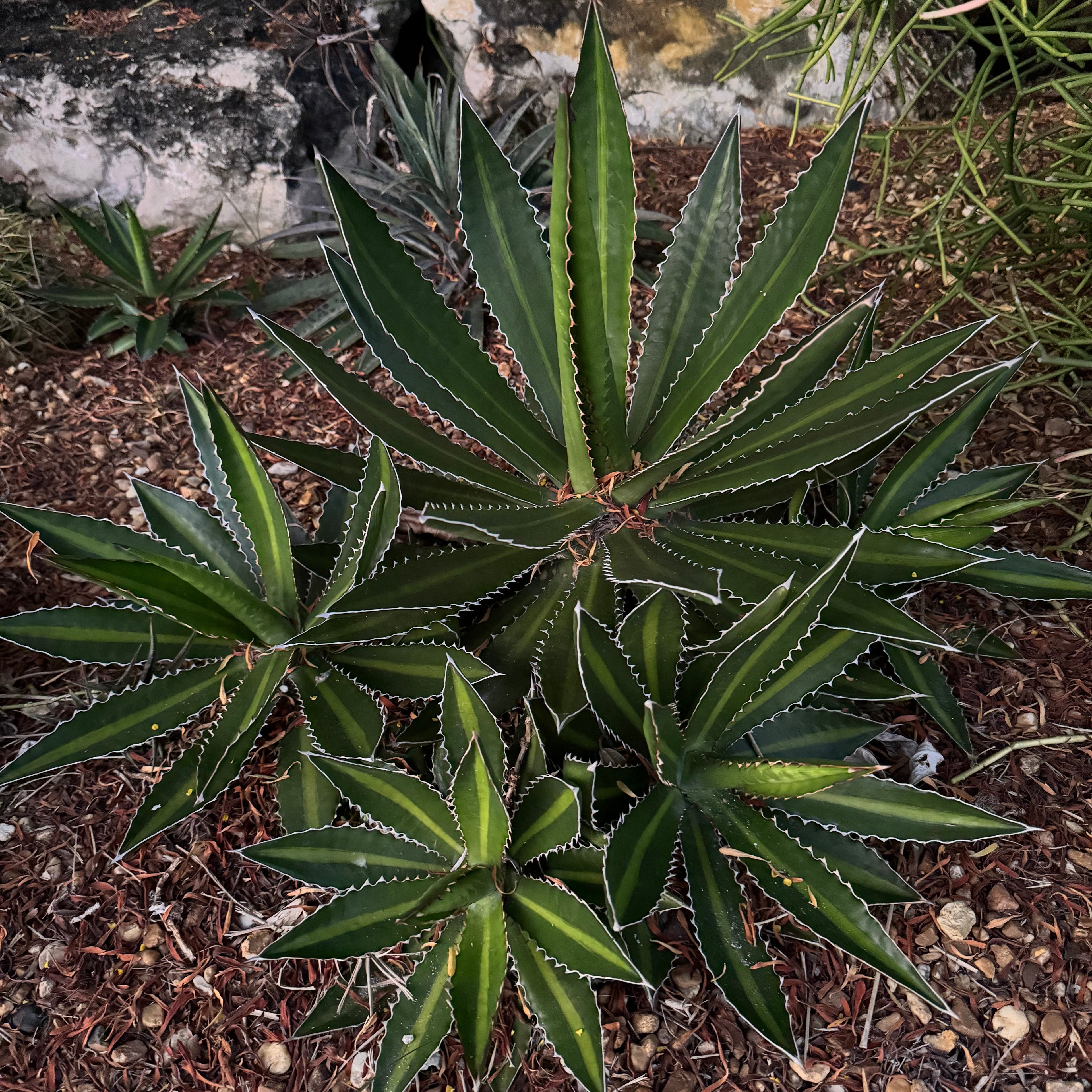 Agave lophantha &