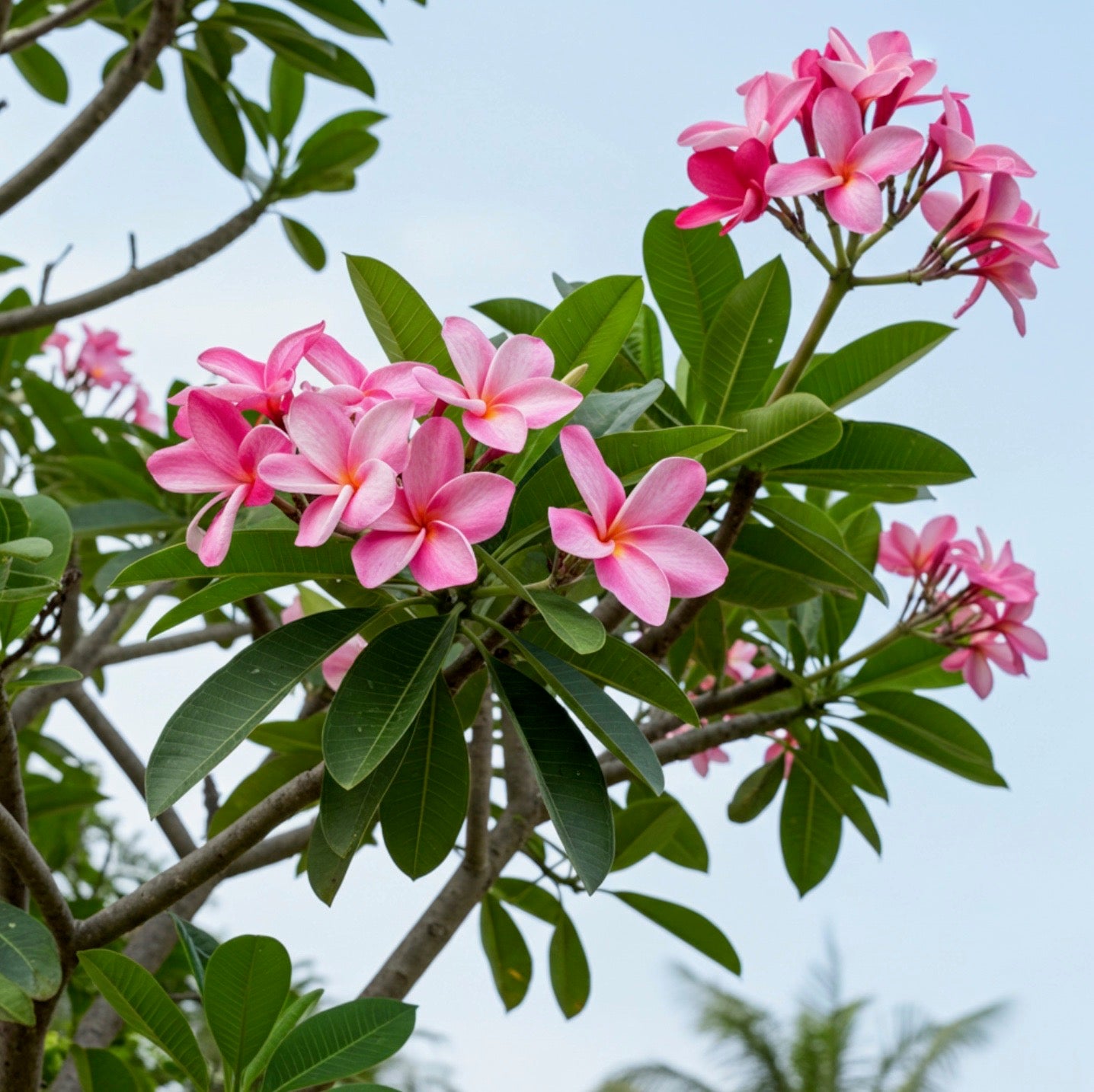 Plumeria Rubra Pink Orchid Flowering Tree