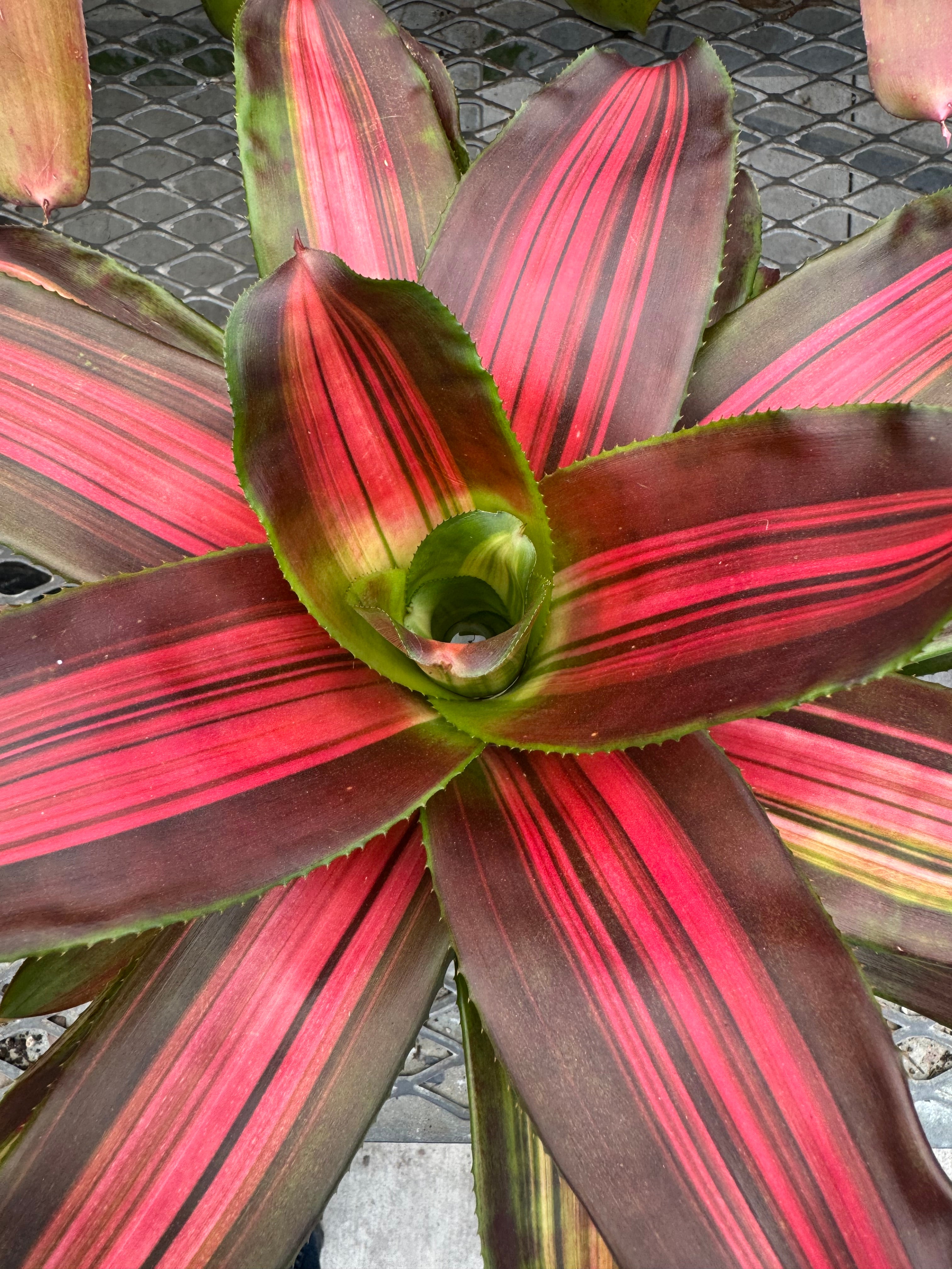 Bromeliad, Neoregelia Sangria Red Wine