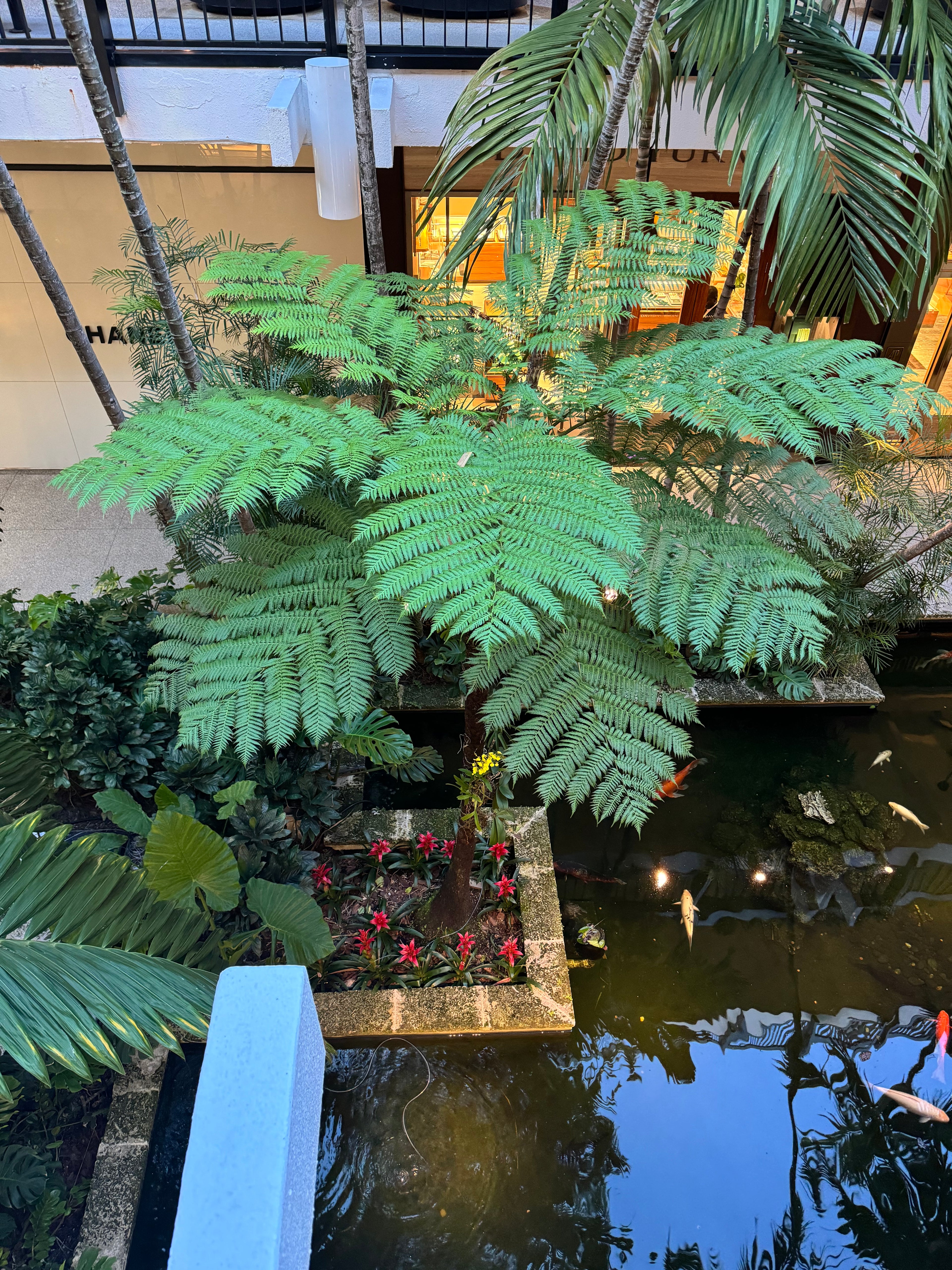 Australian Tree Fern, Beautiful & Exotic upper view