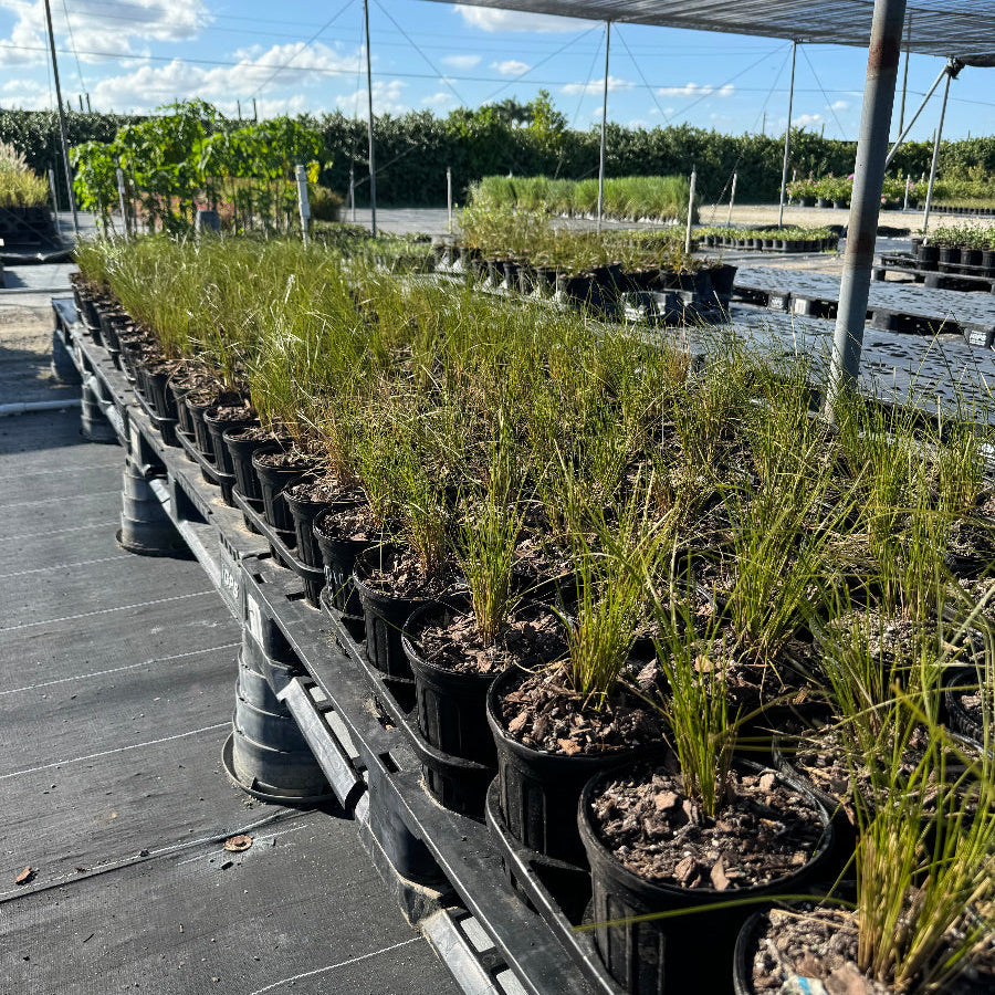 New Zealand wind grass Garden scene with tall grasses and autumn foliage