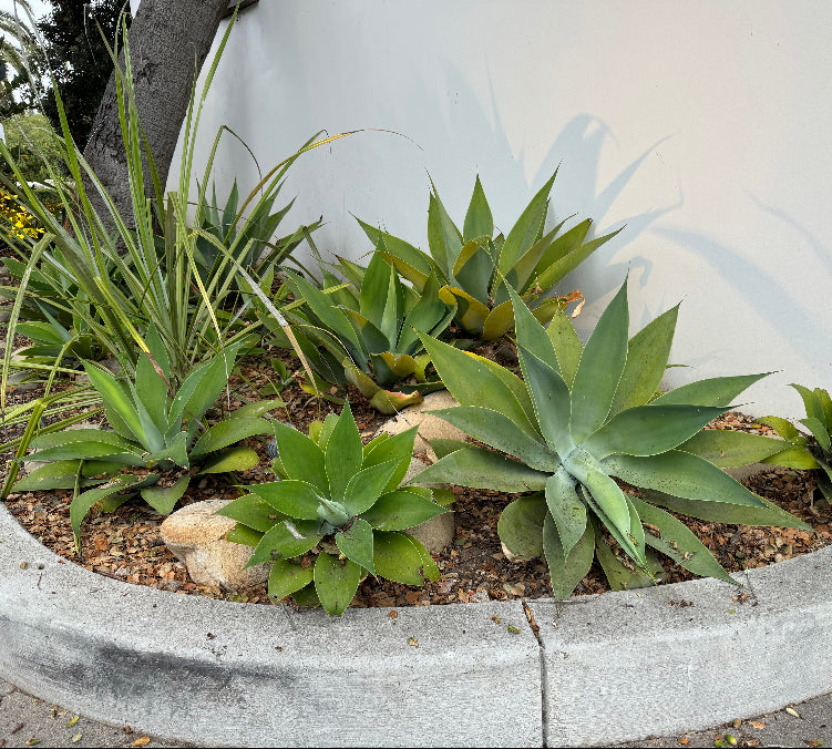 Agave Attenuata Spineless Century Plant in ground