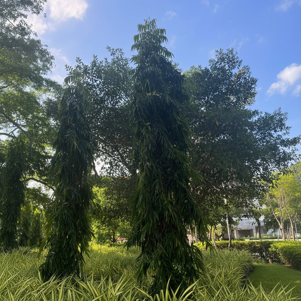 Mature Mast Tree, False Ashoka in tropical landscape