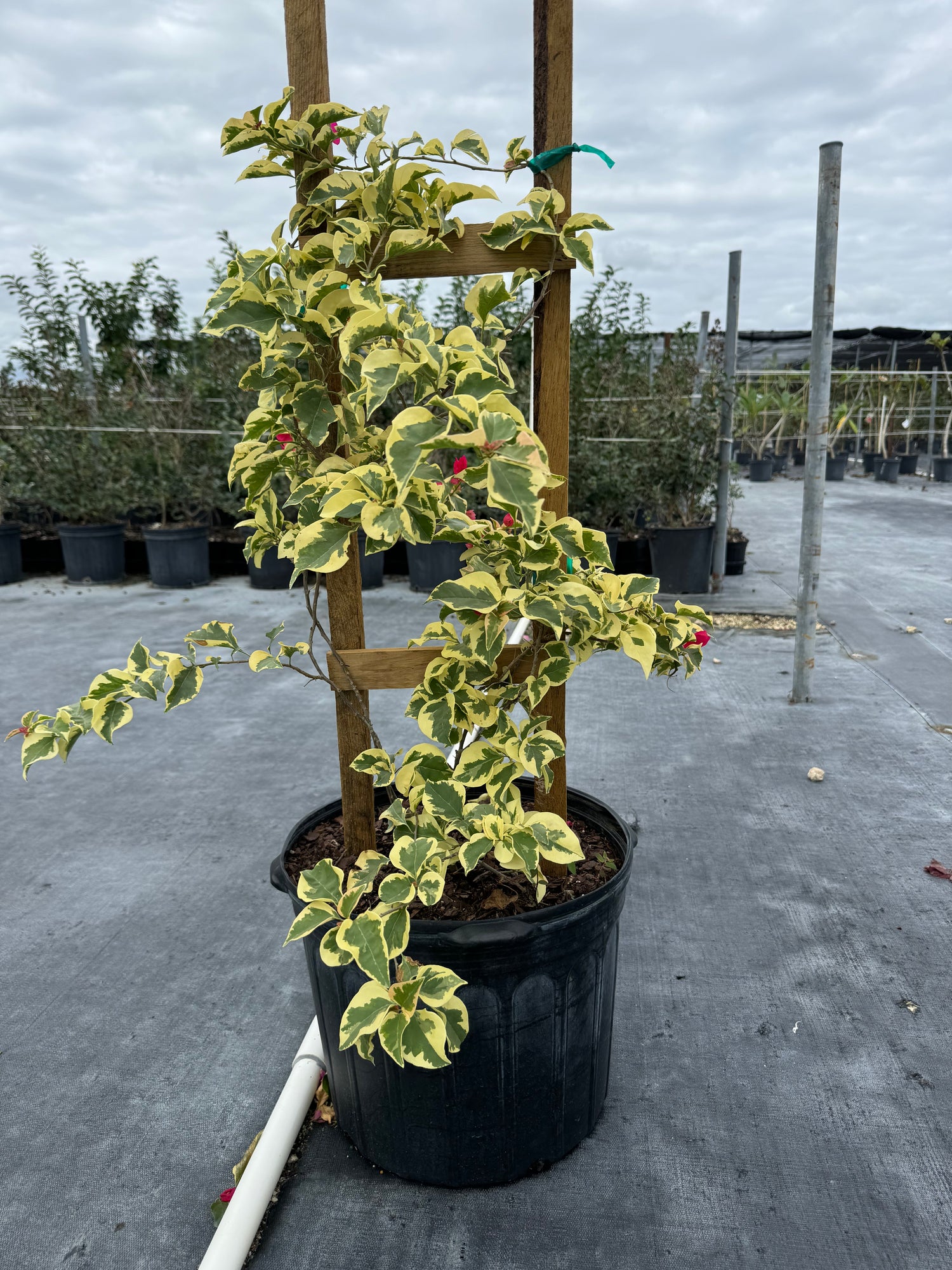 Bougainvillea Variegated Red Flower in Trellis, Pink Pixie Queen Variegated Red Flowering Tree