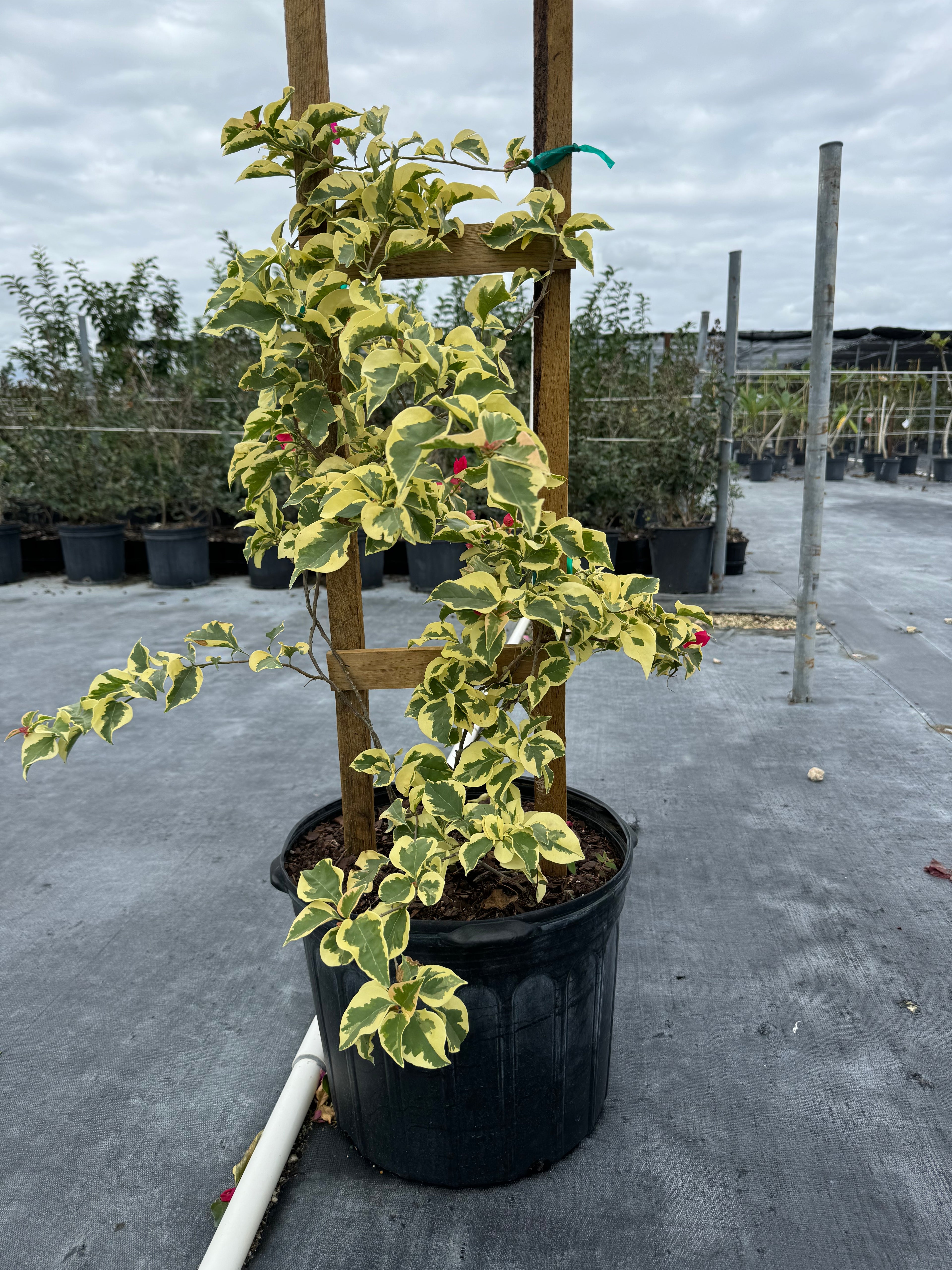 Bougainvillea Variegated Red Flower Tree in Trellis, Raspberry Ice Flowering Tree
