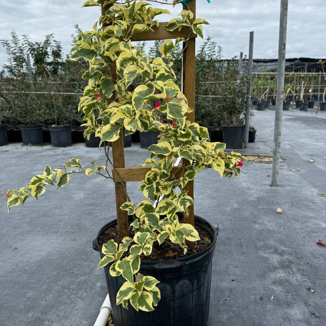 Bougainvillea Variegated Red Flower Tree in Trellis, &