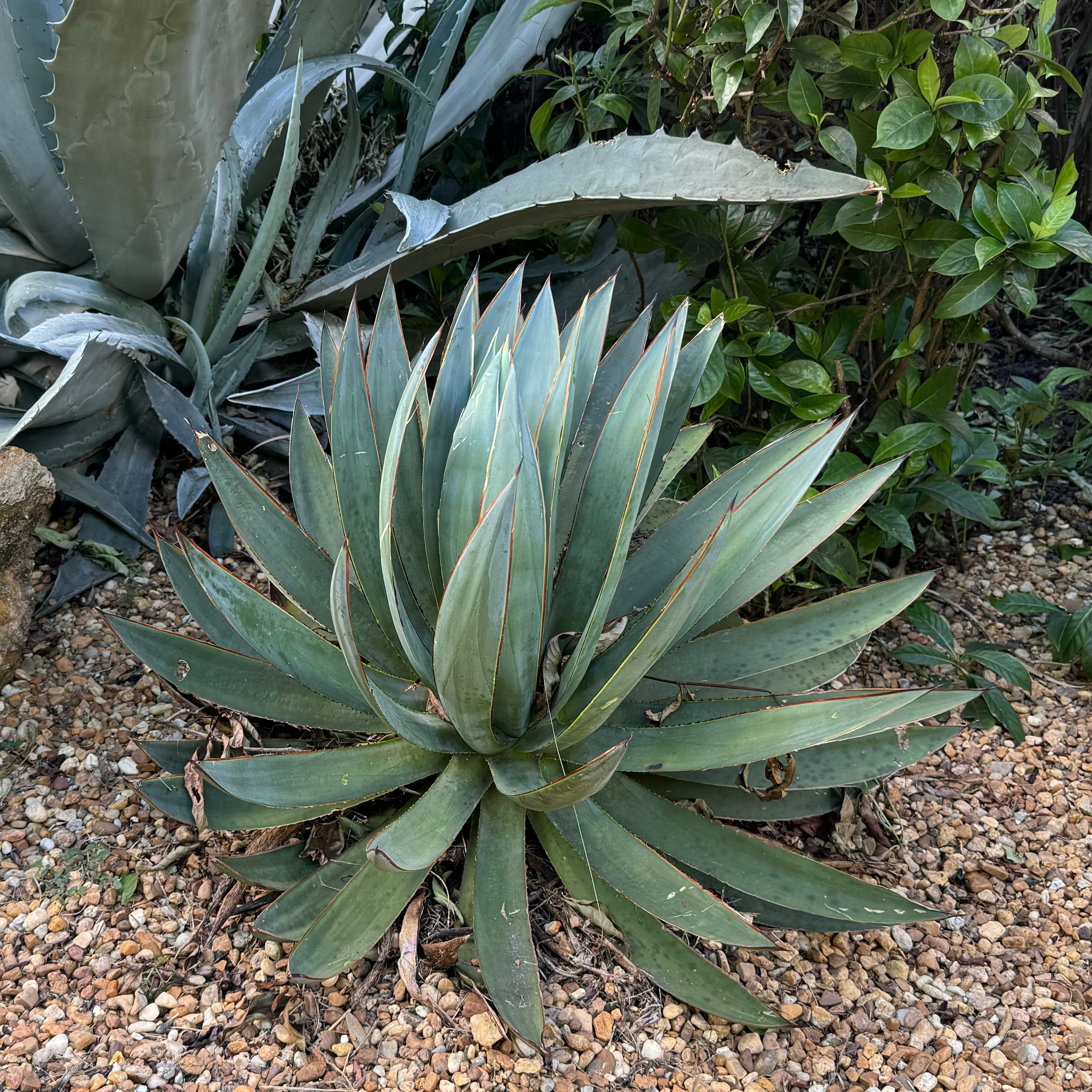 Agave Blue Glow Planted in a Desert Garden surrounded by Rocks