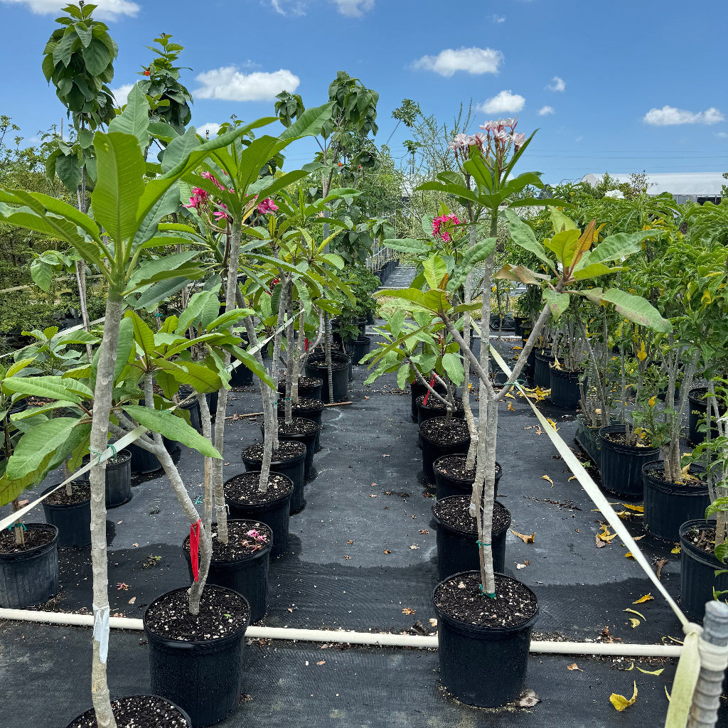Plumeria Rubra Pink Orchid Flowering Tree in 5gal pot in rows