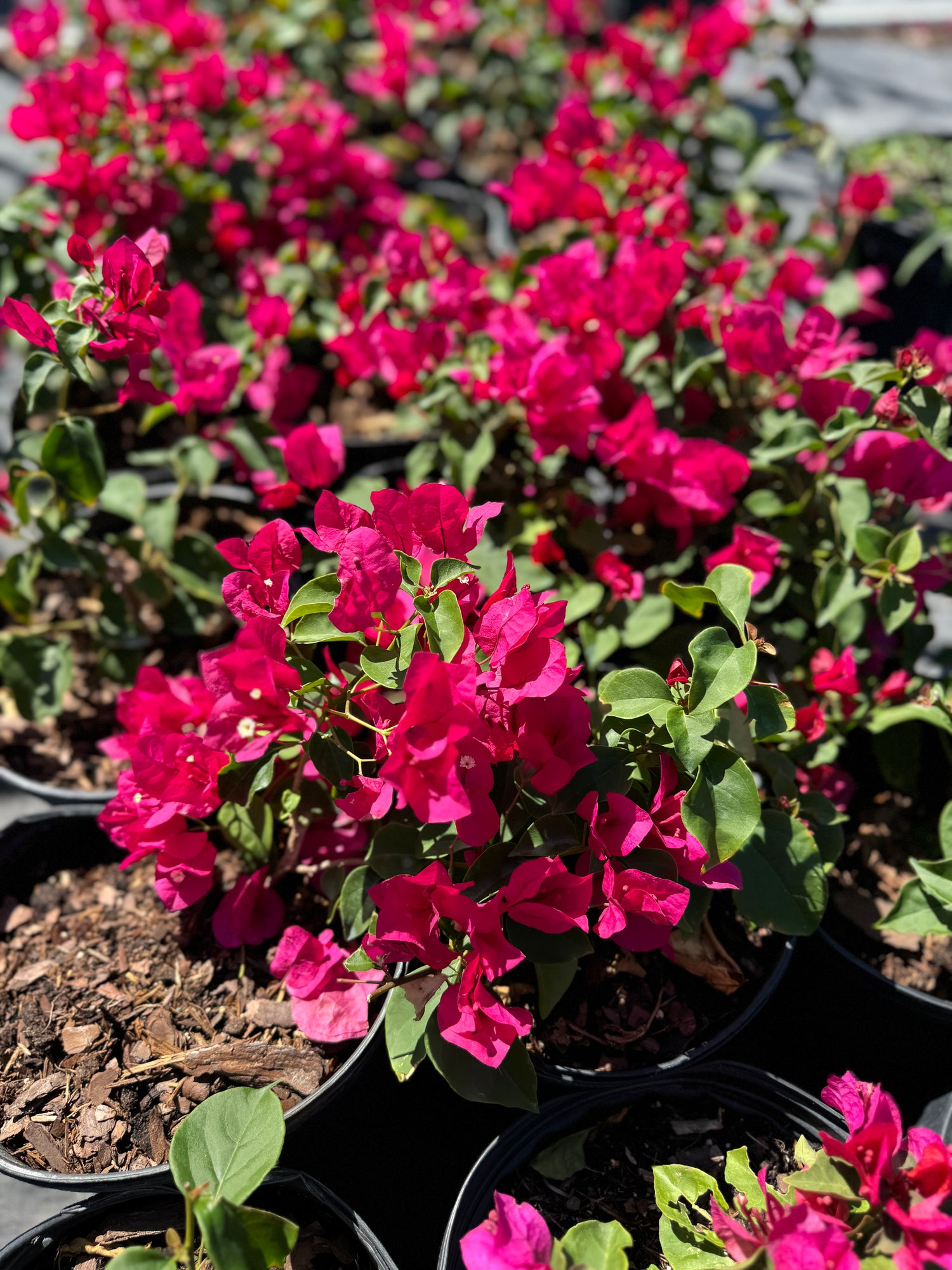 Bougainvillea Red Flower Bush Form, Barbara Karst Flowering Tree