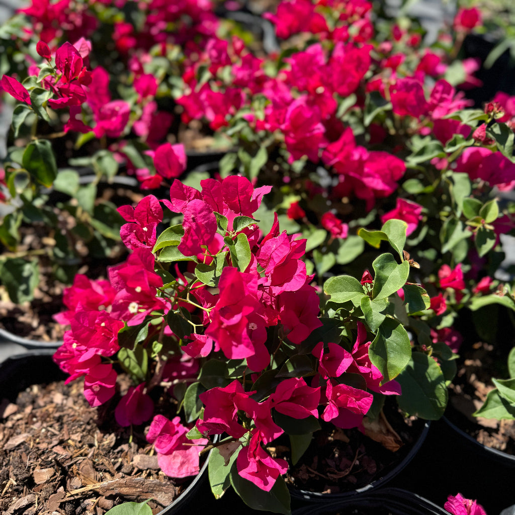 Bougainvillea Red Flower Bush Form, Barbara Karst Flowering Tree in 1 gallon nursery pot with vibrant red blooms and green foliage, ideal for patio planters and tropical garden landscapes.