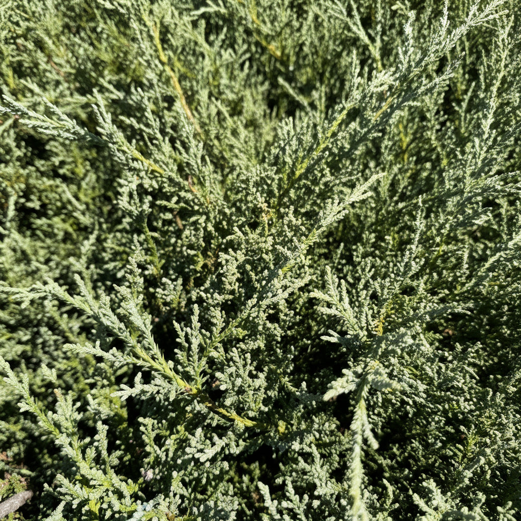 Bar Harbor Juniper Shrub, Compact Evergreen close up