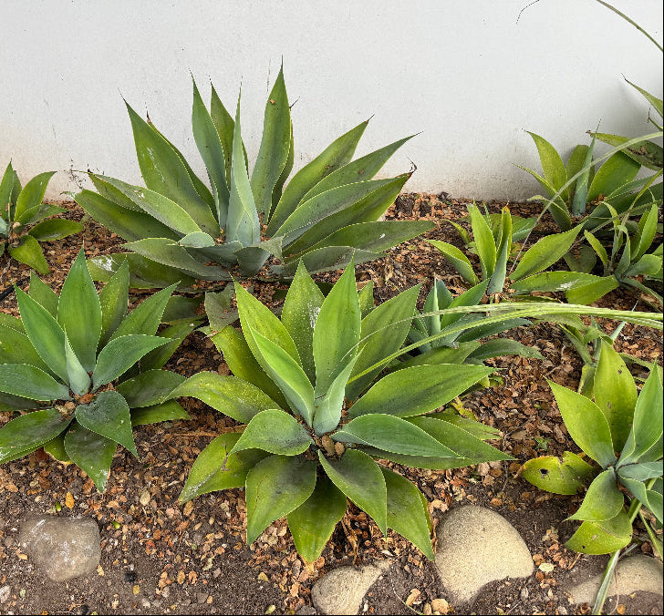 Agave Attenuata Spineless Century Plant in Ground