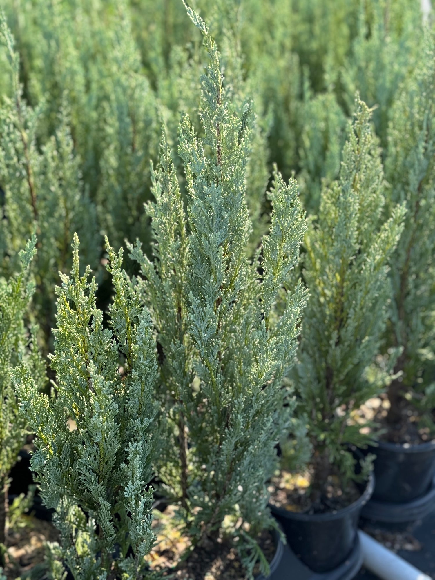 Moonglow, Rocky Mountain Juniper, Juniperus scopulorum