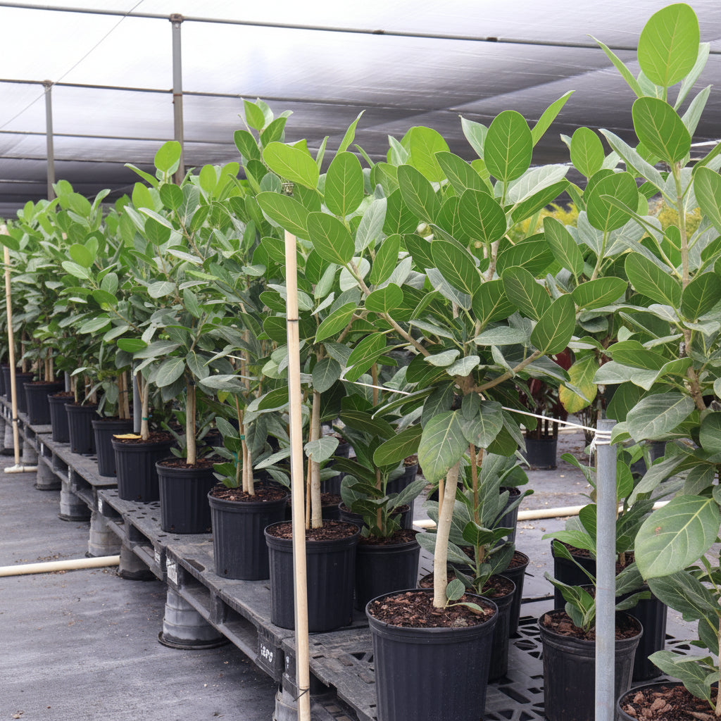 Ficus Audrey tree form single trunk Row of potted plants in a greenhouse setting