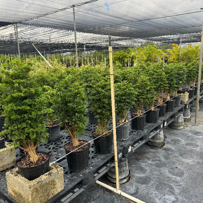 Rows of bushy Chinese Ming Tree Aralias (Polyscias fruticosa) growing in 2 gallon black pots inside a shade house.