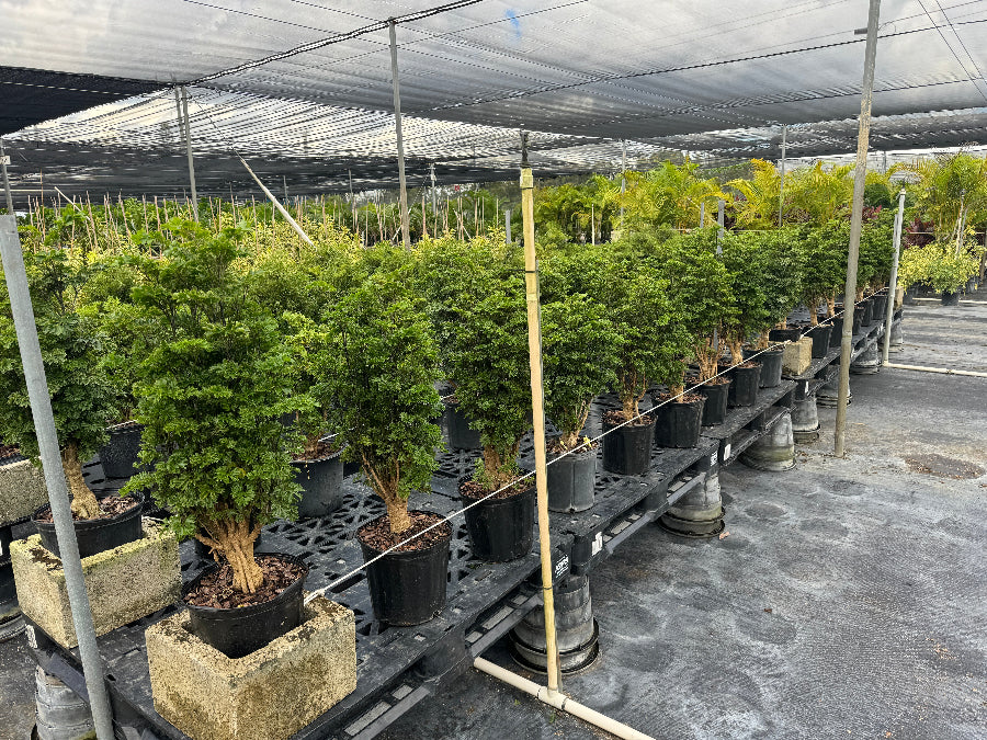 Rows of bushy Chinese Ming Tree Aralias (Polyscias fruticosa) growing in 2 gallon black pots inside a shade house.