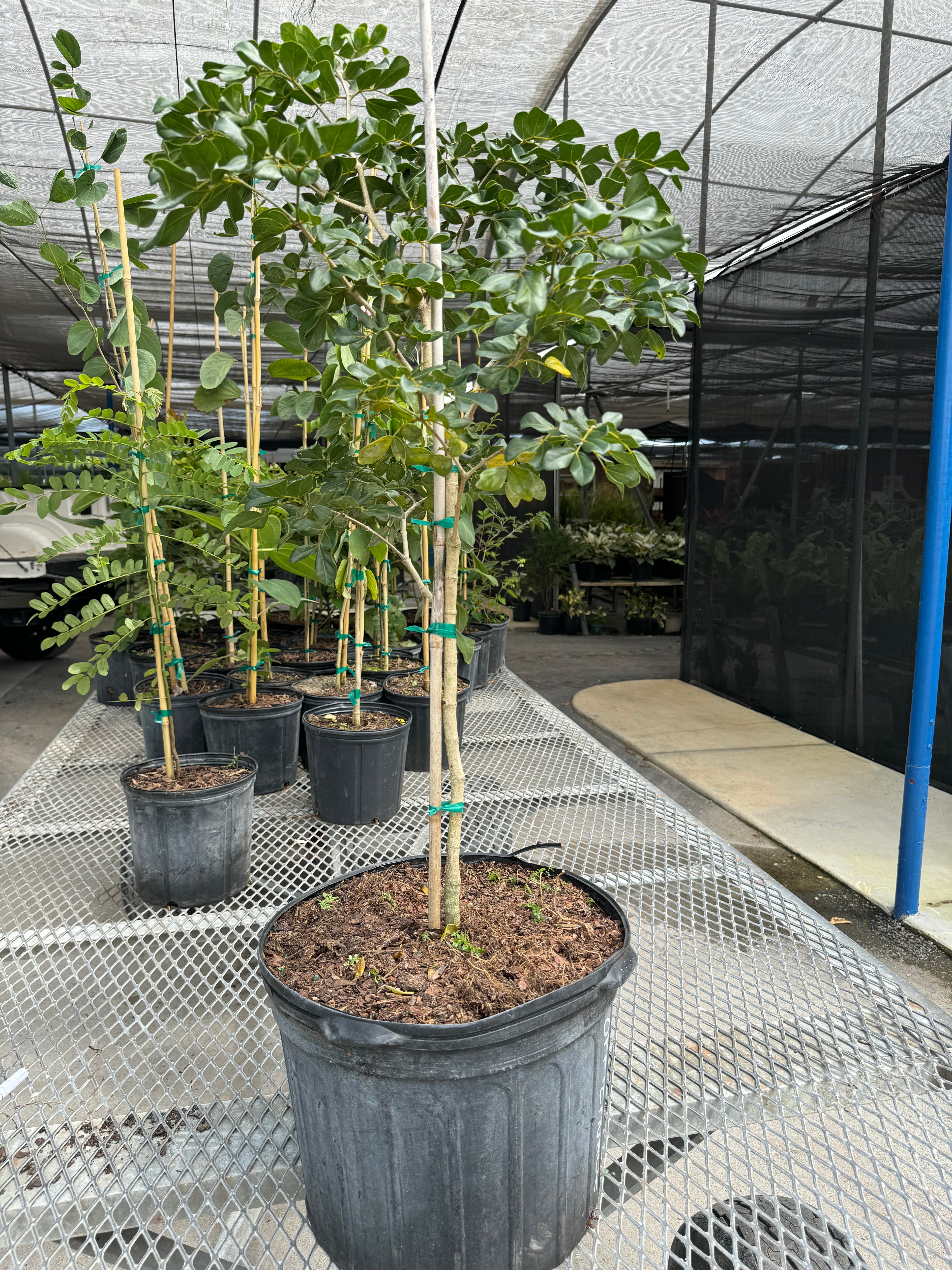Lignum Vitae Guaiacum Officinale Flowering Tree of Life