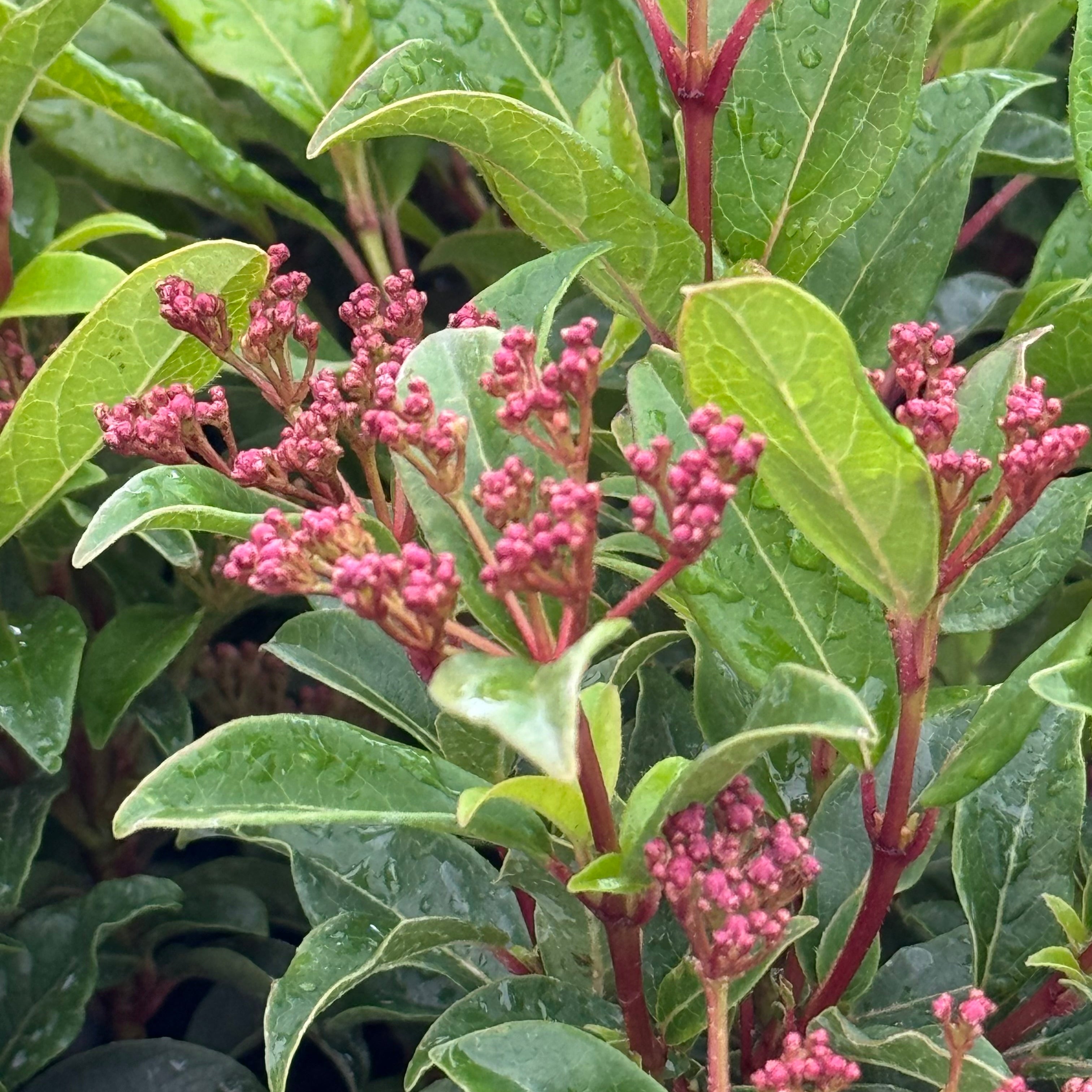Viburnum Spring Bouquet, Flowering Shrub close up of red flower