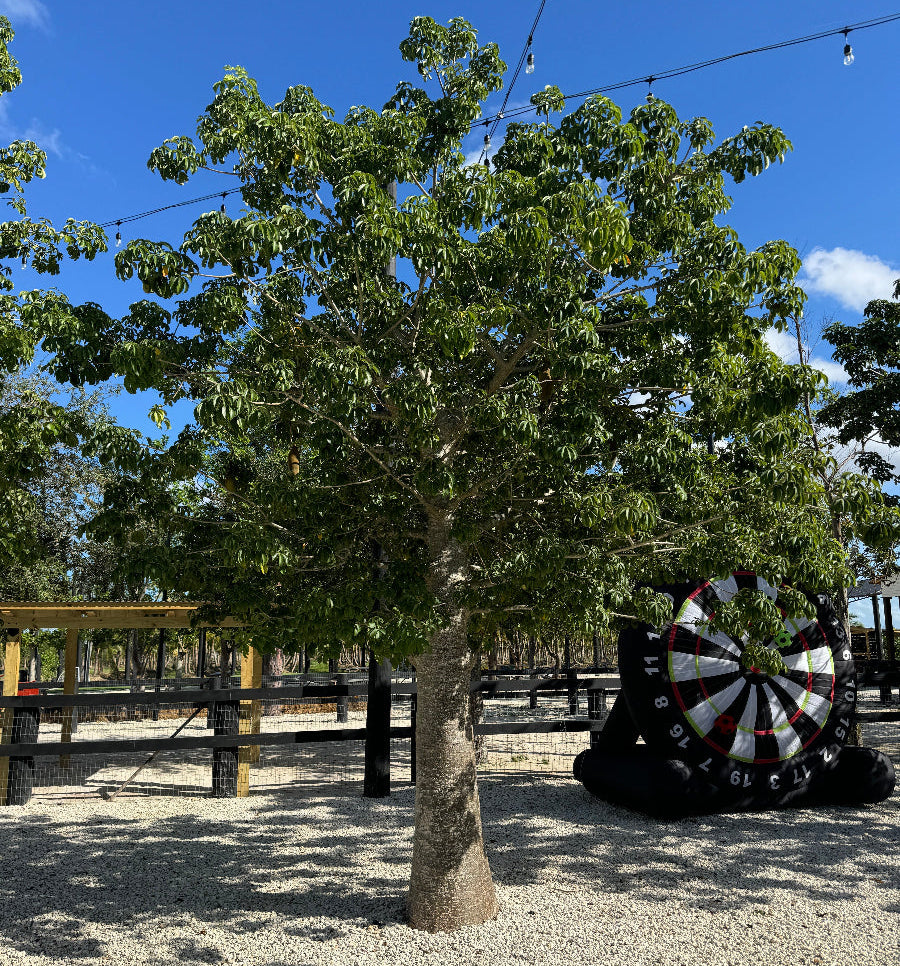 Mature Queensland Bottle Tree, Brachychiton Rupestris tree outdoors