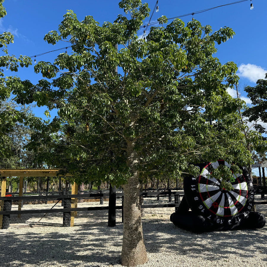 Mature Queensland Bottle Tree, Brachychiton Rupestris tree outdoors