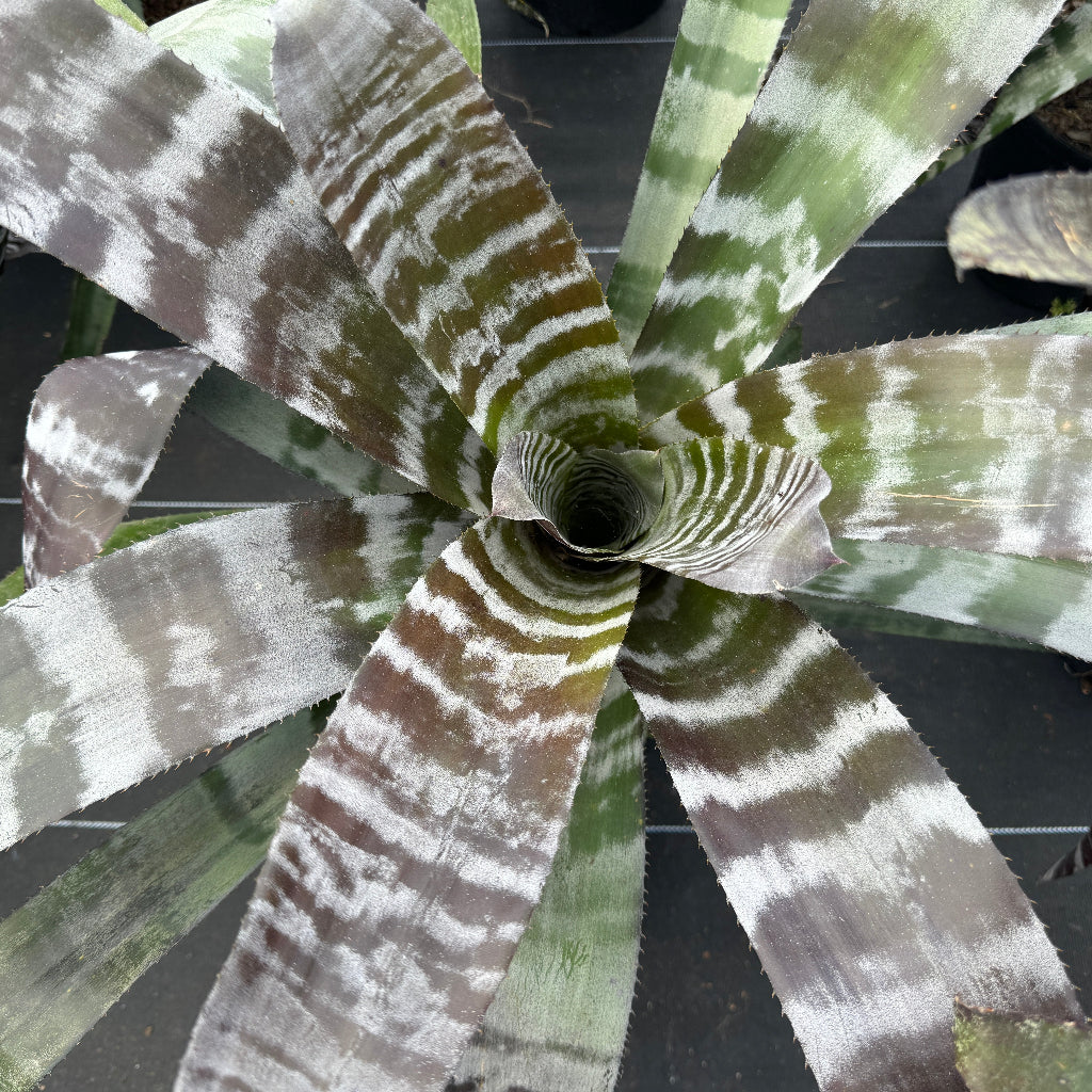 Bromeliad Aechmea Chantinii &