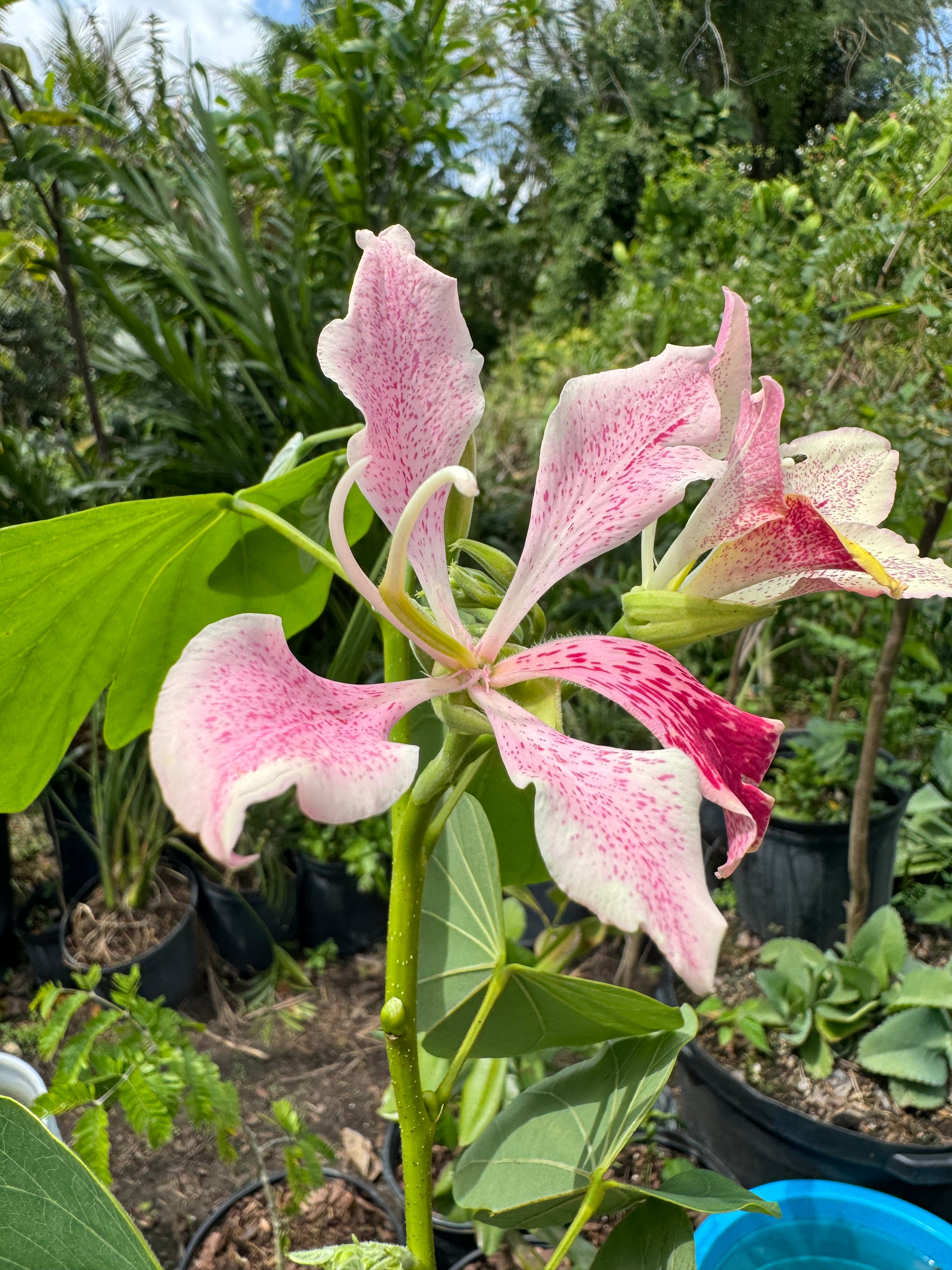 Pink Orchid Flowering Tree, Bauhinia Monandra Butterfly Flower