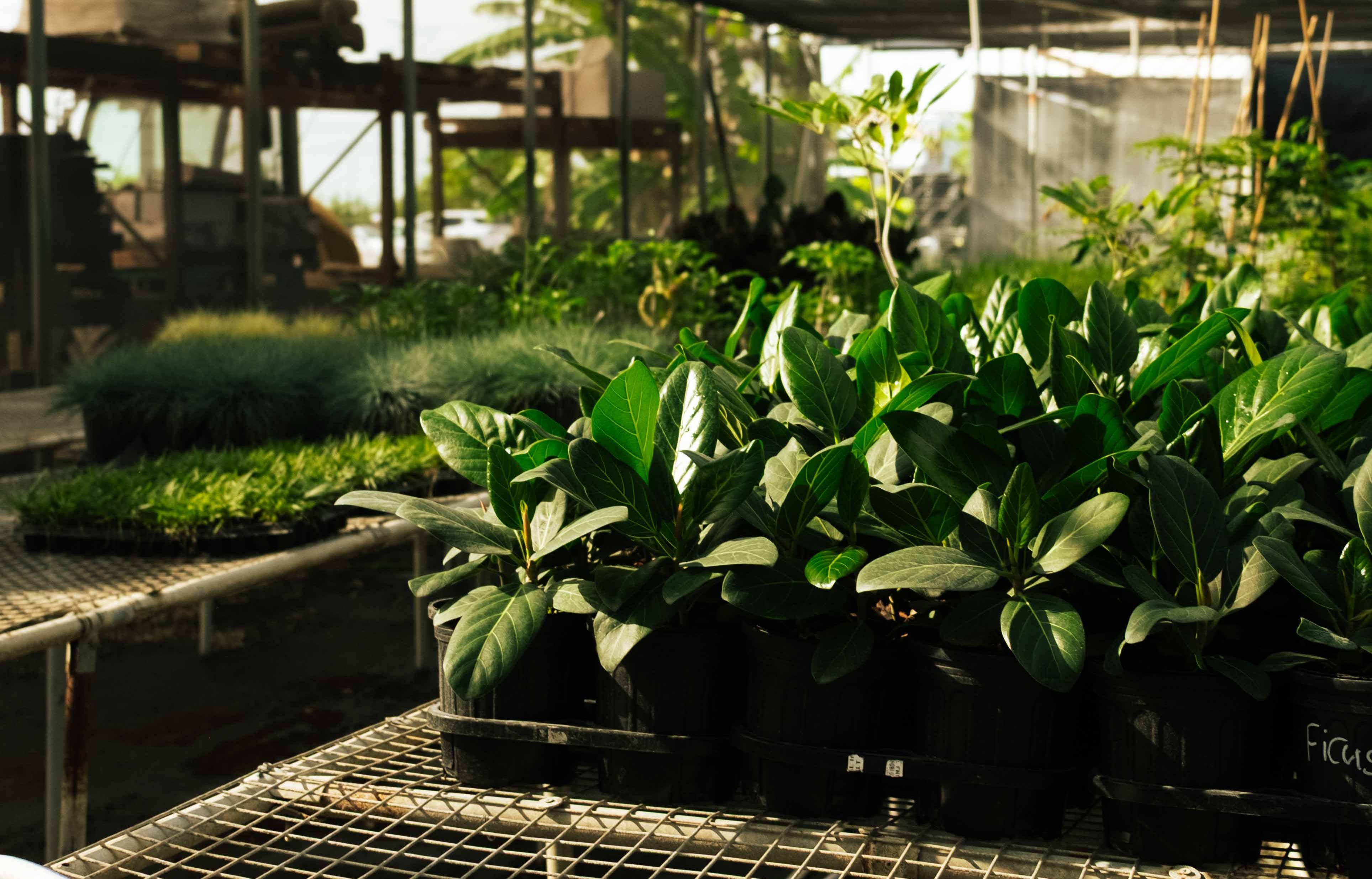 Hoya plant image 1