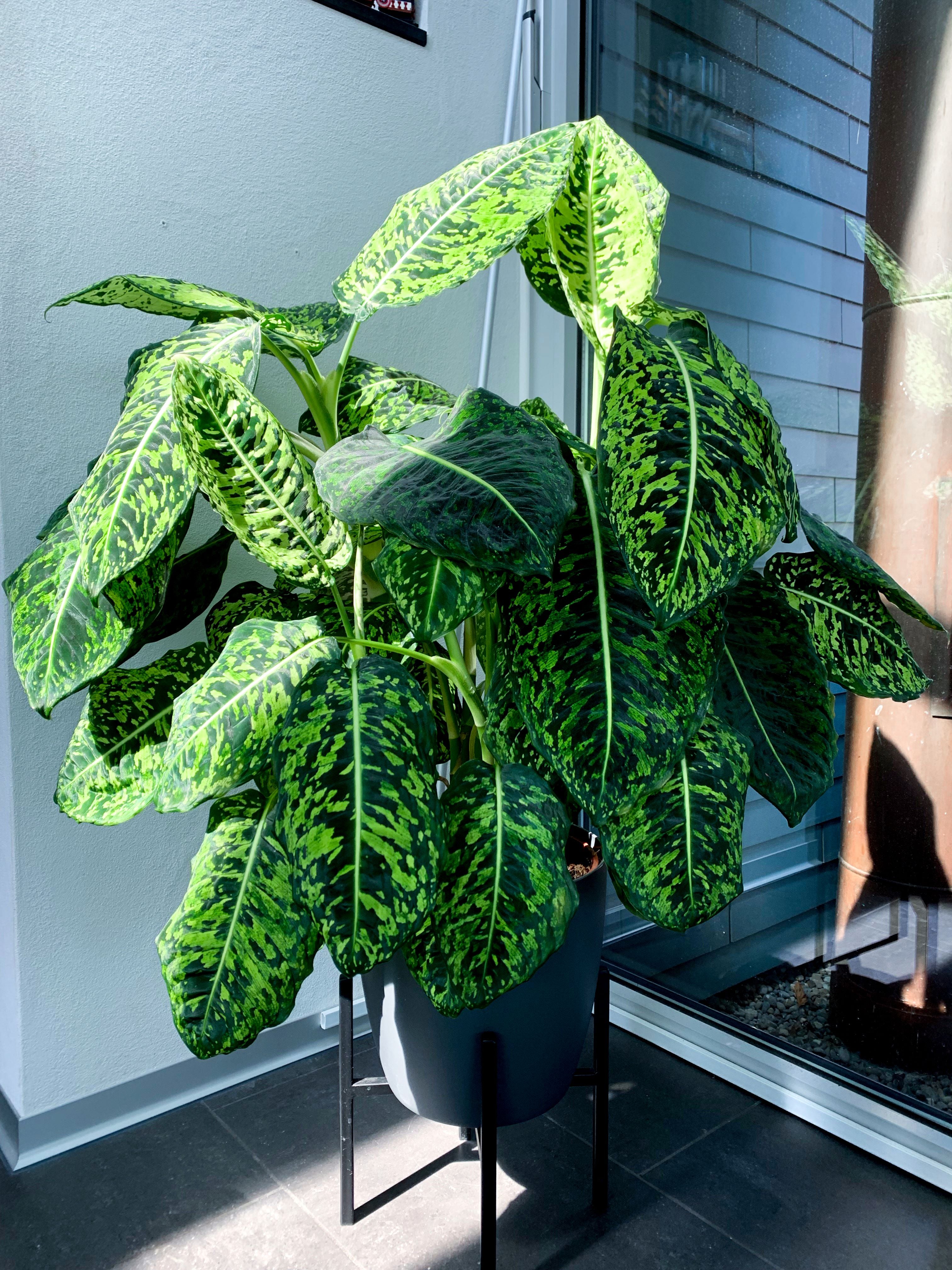 dieffenbachia cane pets Dieffenbachia Reflector Dumb Cane Variegated