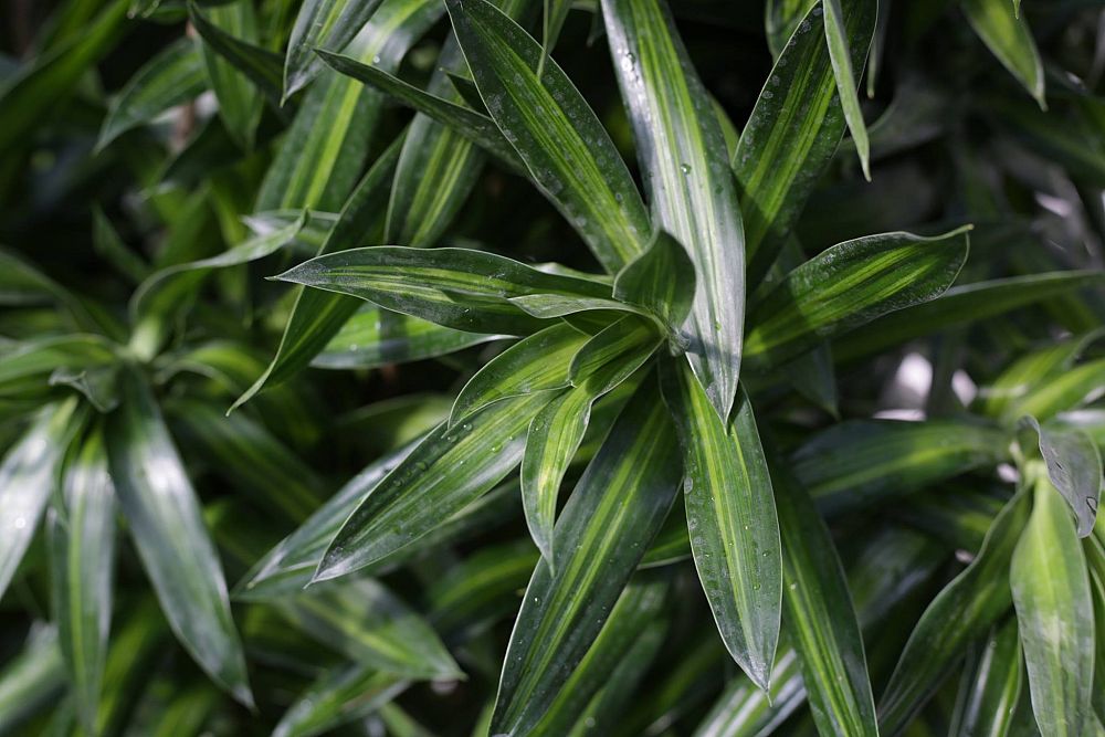 Dracaena Song of Jamaica, Dracaena Reflexa
