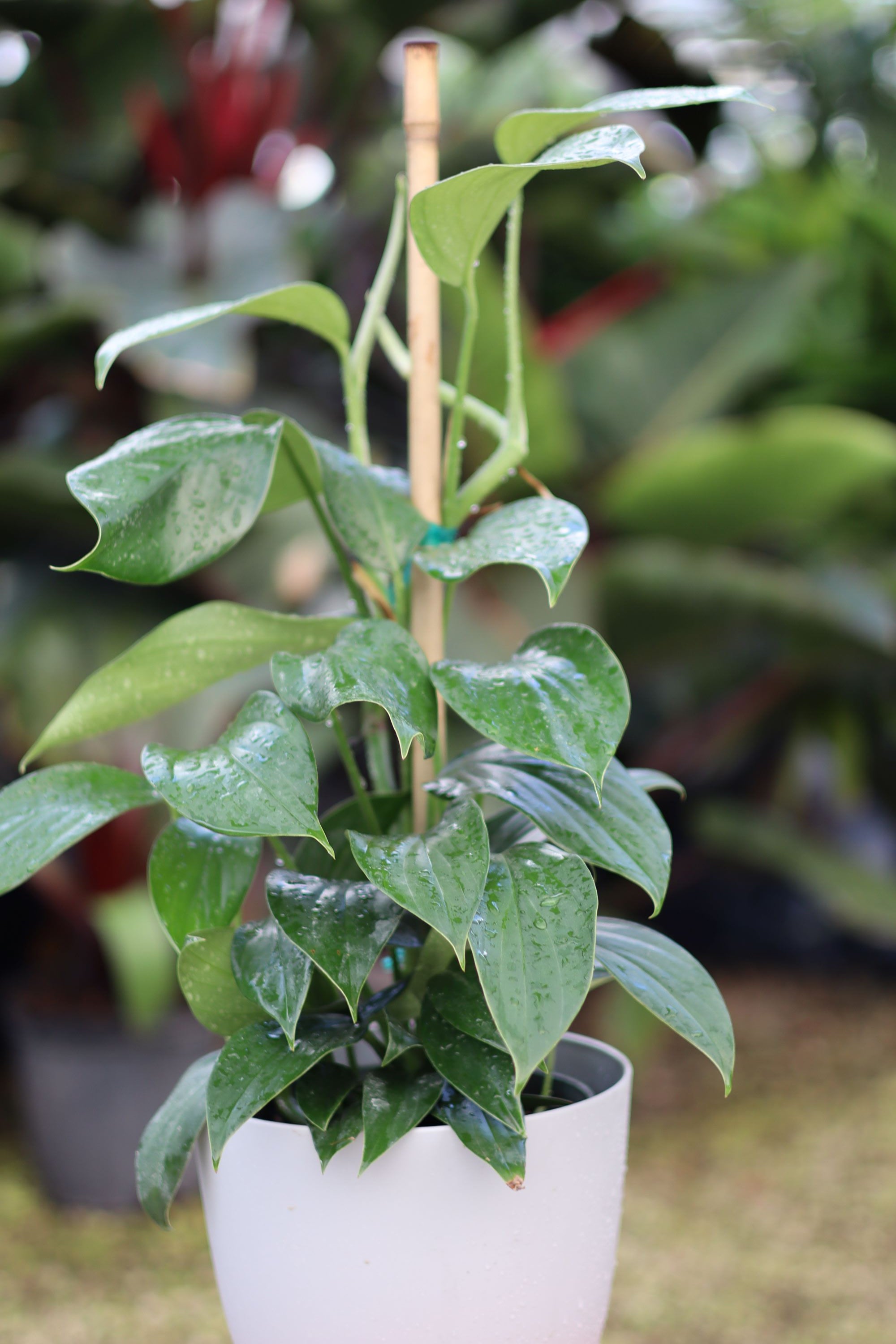 philodendron green dragon Philodendron Dragon Tail Trellis – Eureka Farms
