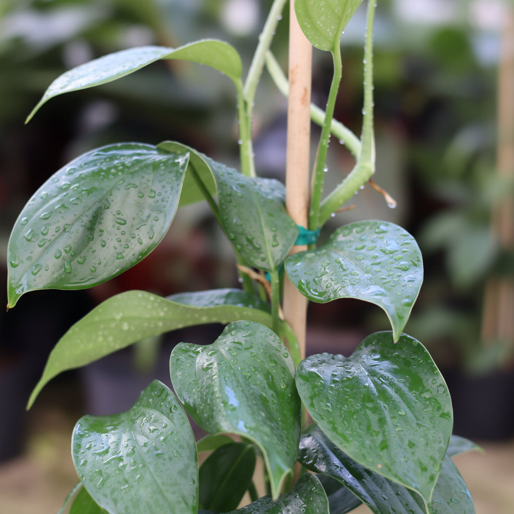 close view of Philodendron Dragon Tail Trellis
