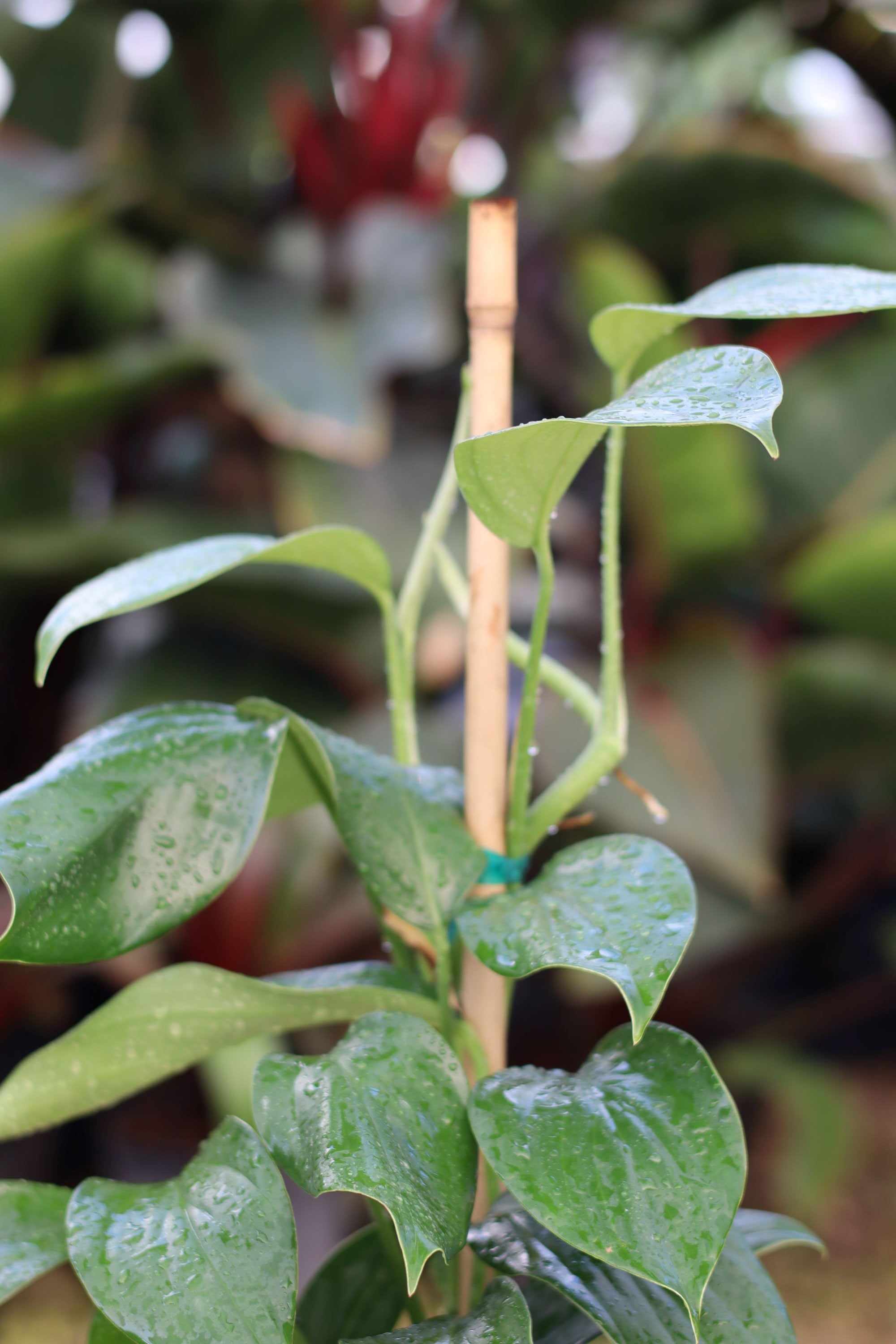 front close view of Philodendron Dragon Tail Trellis