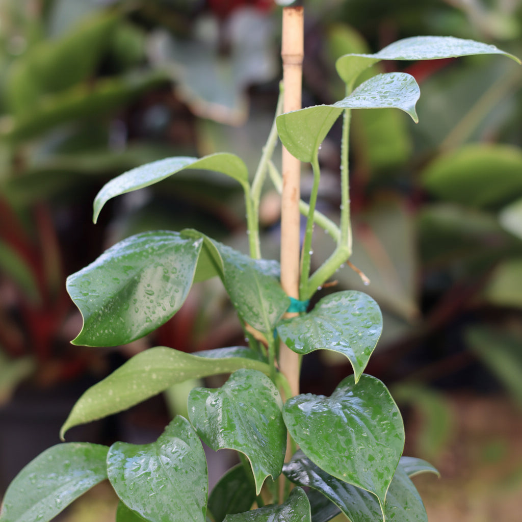 front close view of Philodendron Dragon Tail Trellis