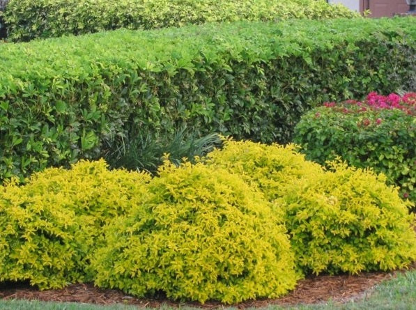 Gold Mound, Duranta Erecta Shrub