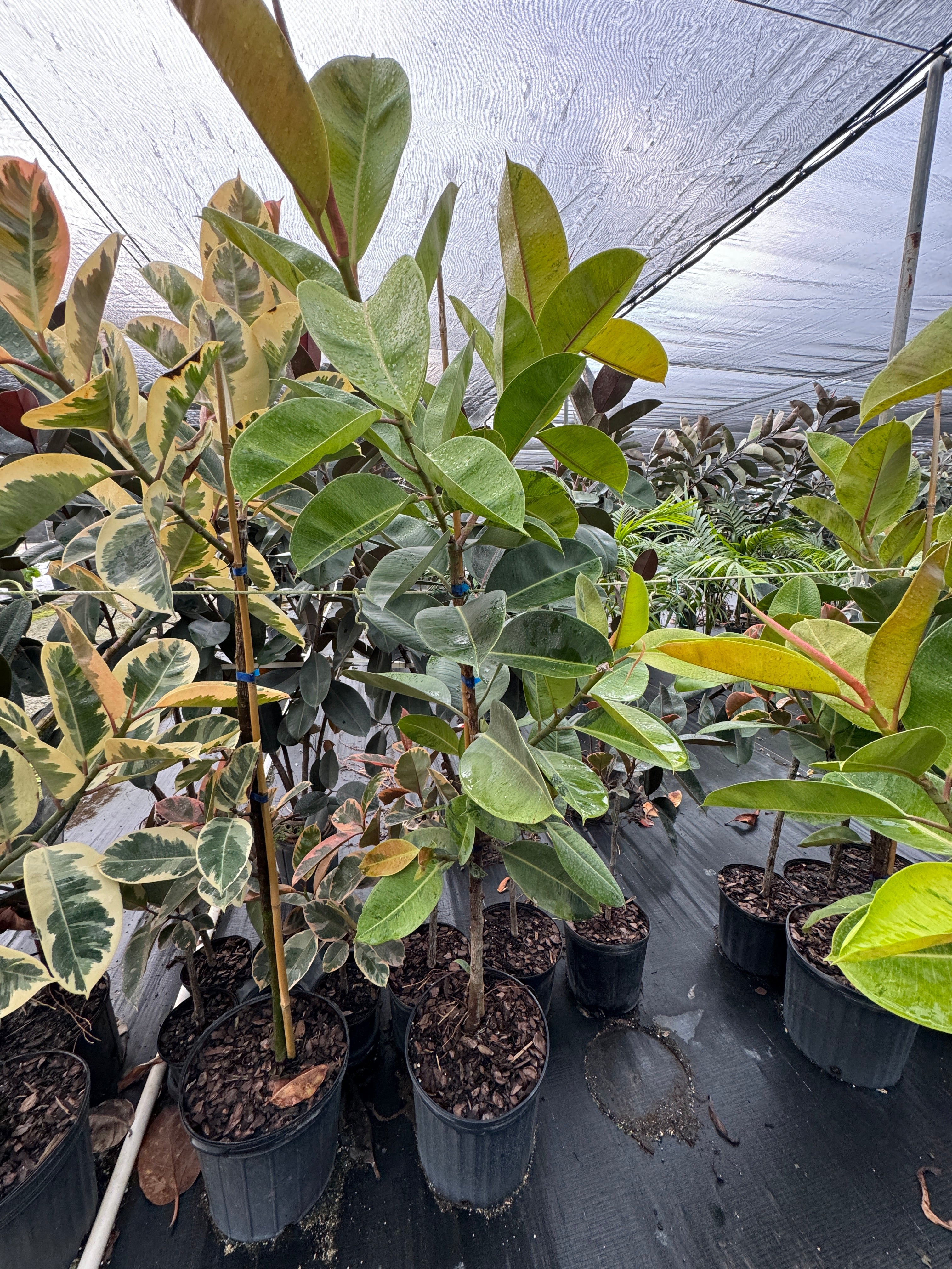 Ficus Shivereana Tree Form Single Stem, Moonshine Ficus