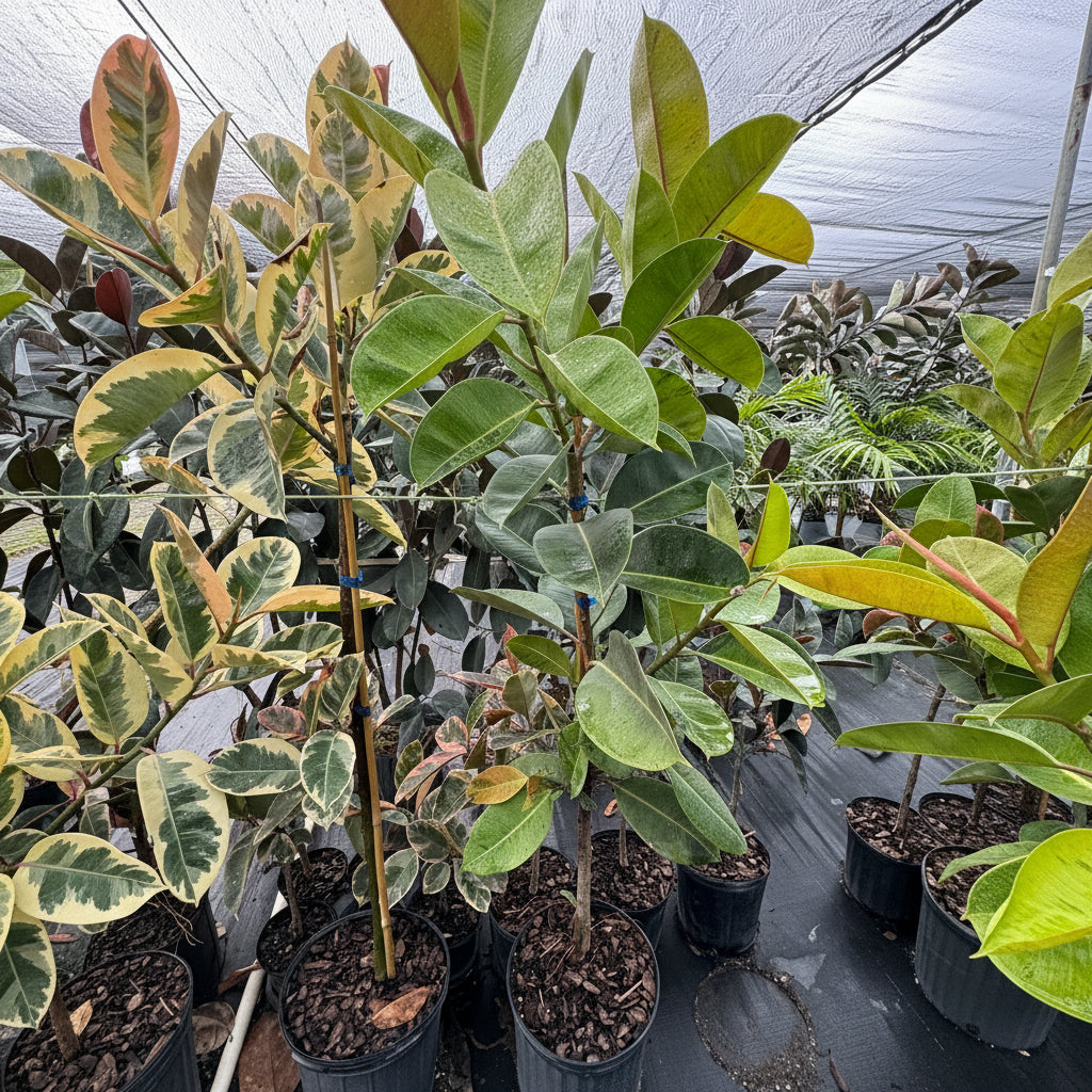Ficus Shivereana Tree Form Single Stem, Moonshine Ficus in black nursery pots, prominently featuring clear single trunks and canopies of light green, variegated foliage with emerging peach-toned leaves, standing together on black landscaping fabric within a bright, shaded outdoor nursery setting, showcasing their healthy early growth.