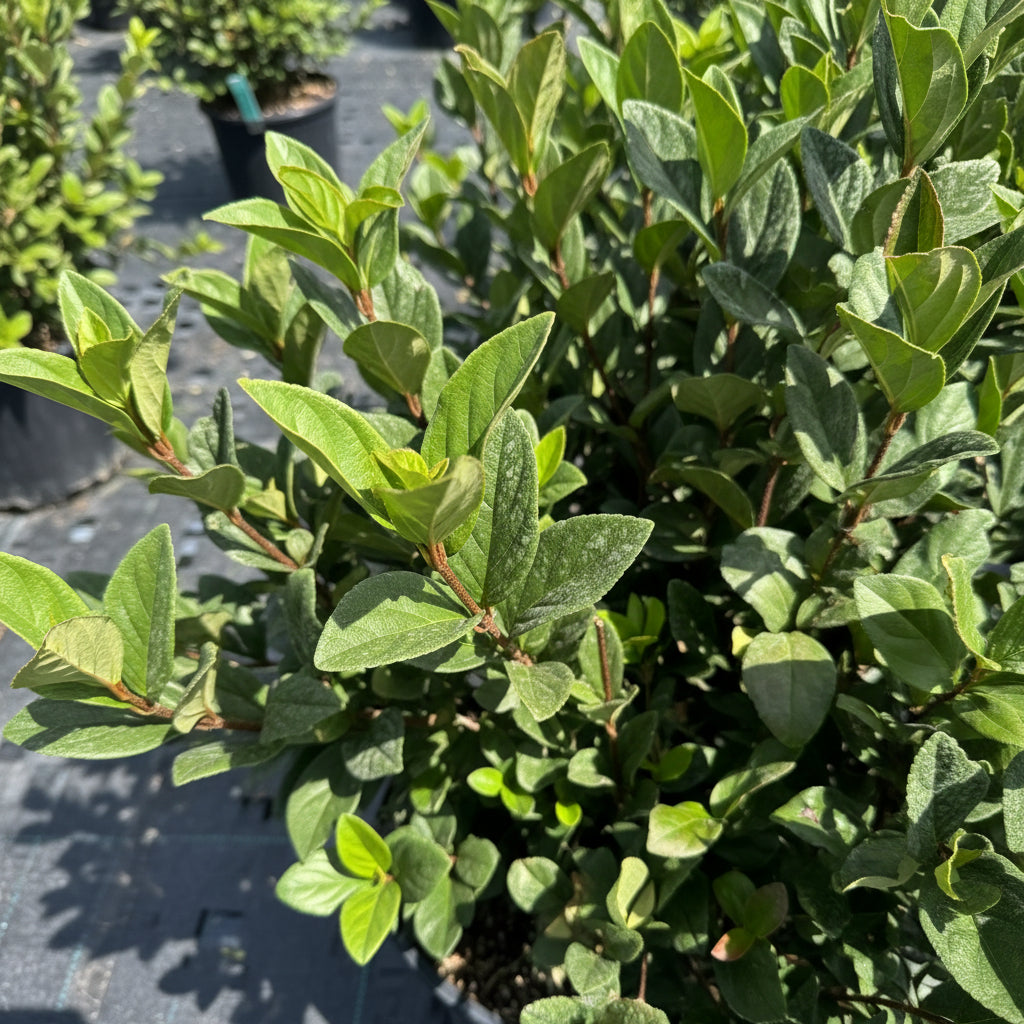 close view of leaves of Viburnum Suspensum, Flowering Shrub