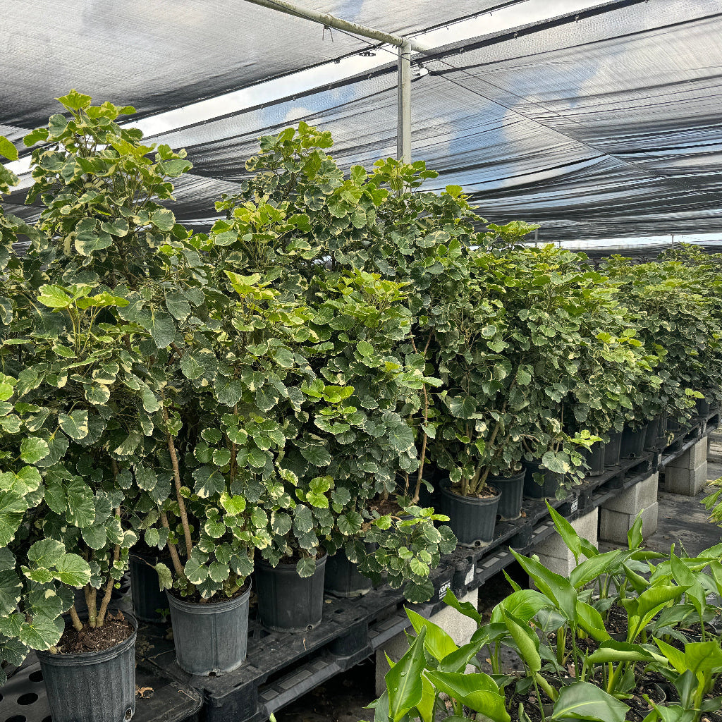 Multiple Variegated Balfour Aralia plants with round, white-edged green leaves in black grower pots inside a bright shade house.