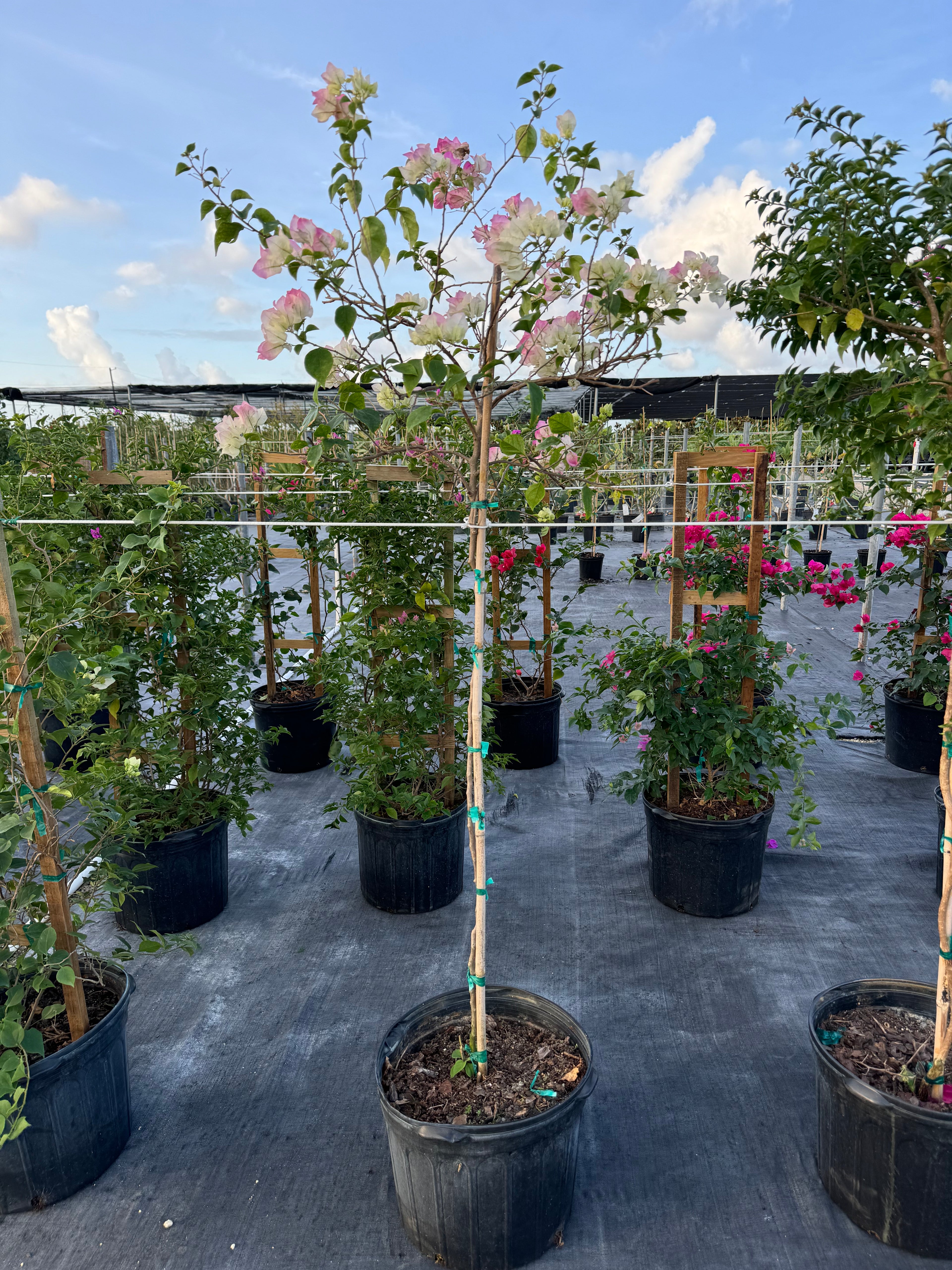 Bougainvillea White-Pink Flower Tree Like Form, Single Trunk Flowering Tree